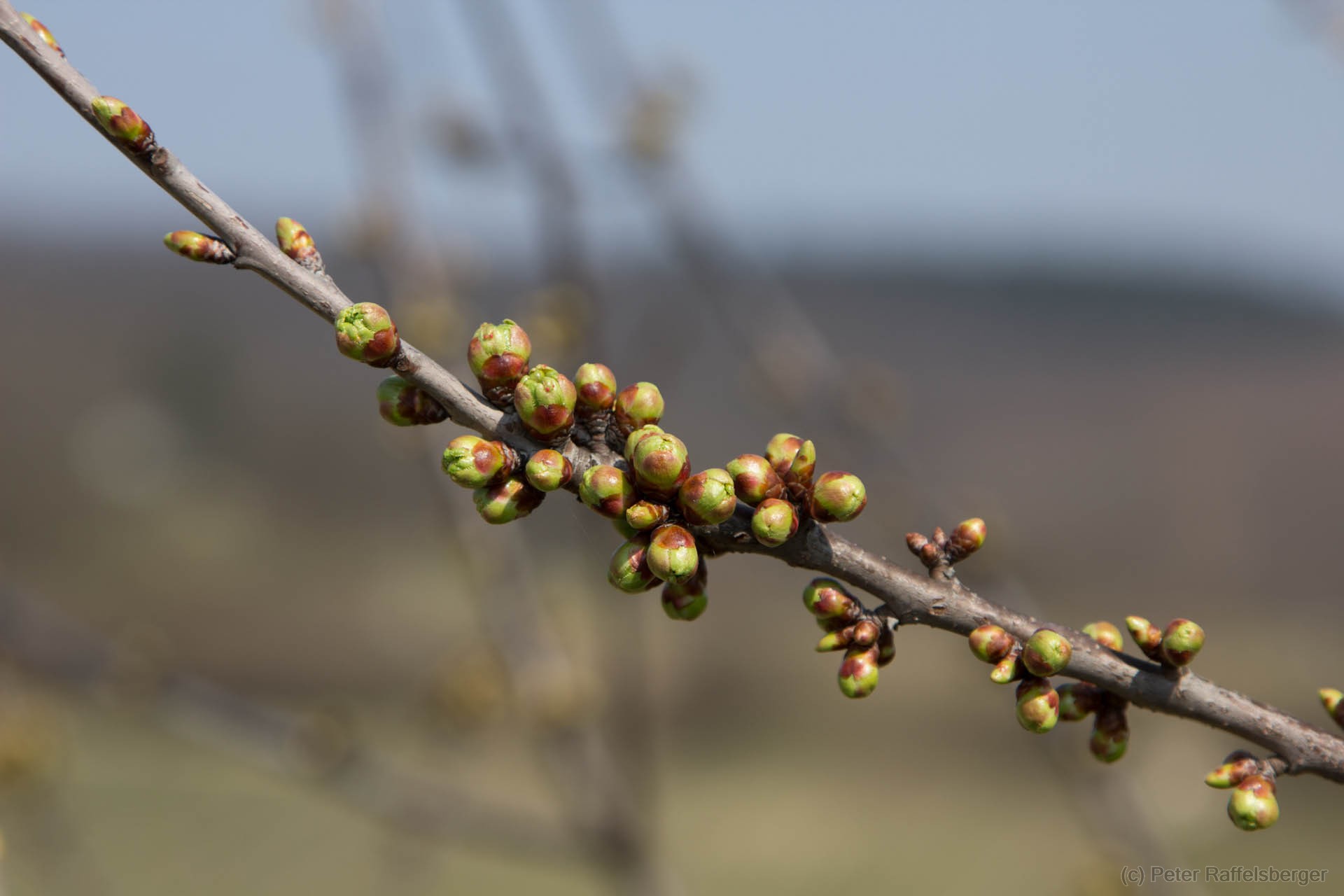 Spring in Enzersfeld