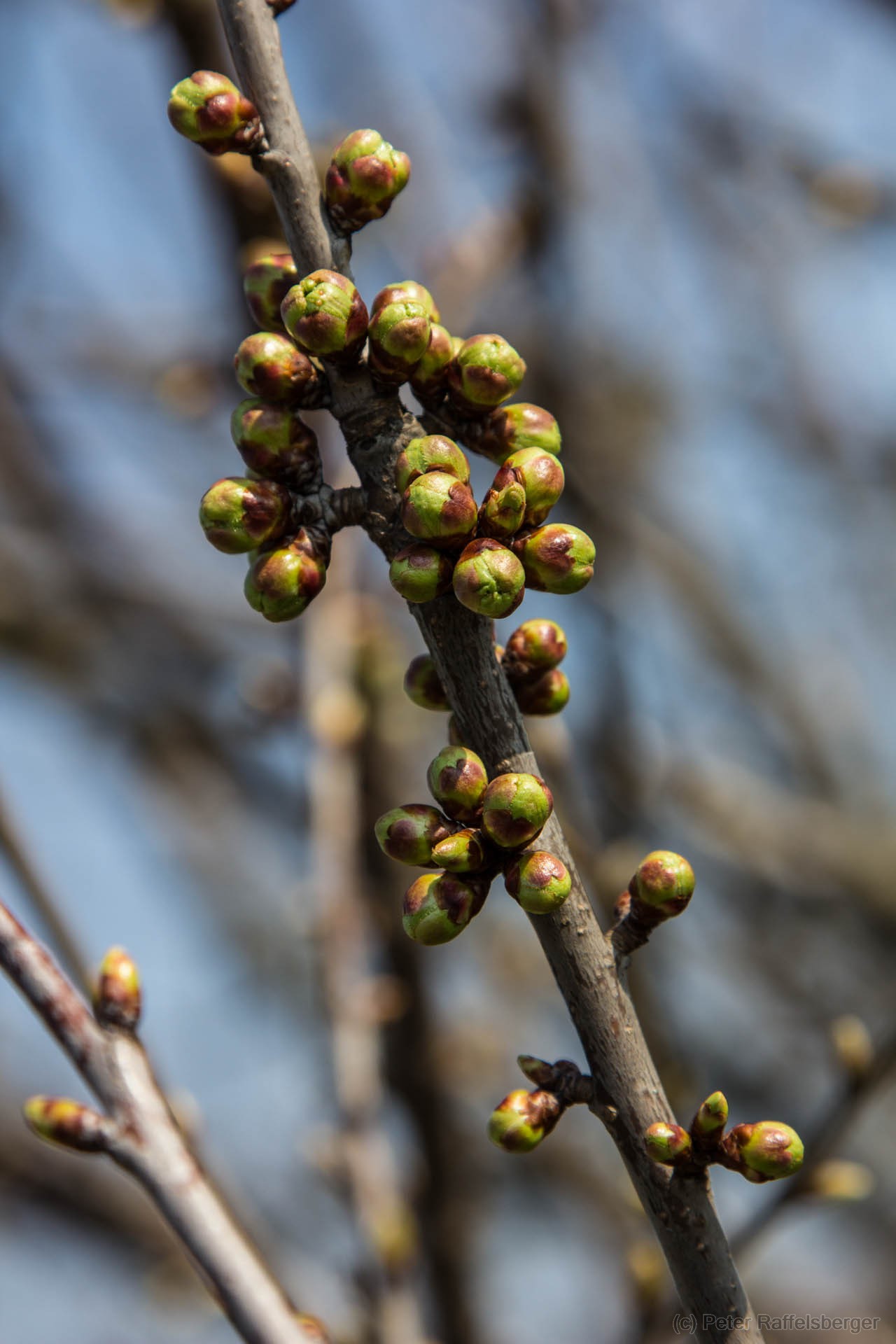 Spring in Enzersfeld