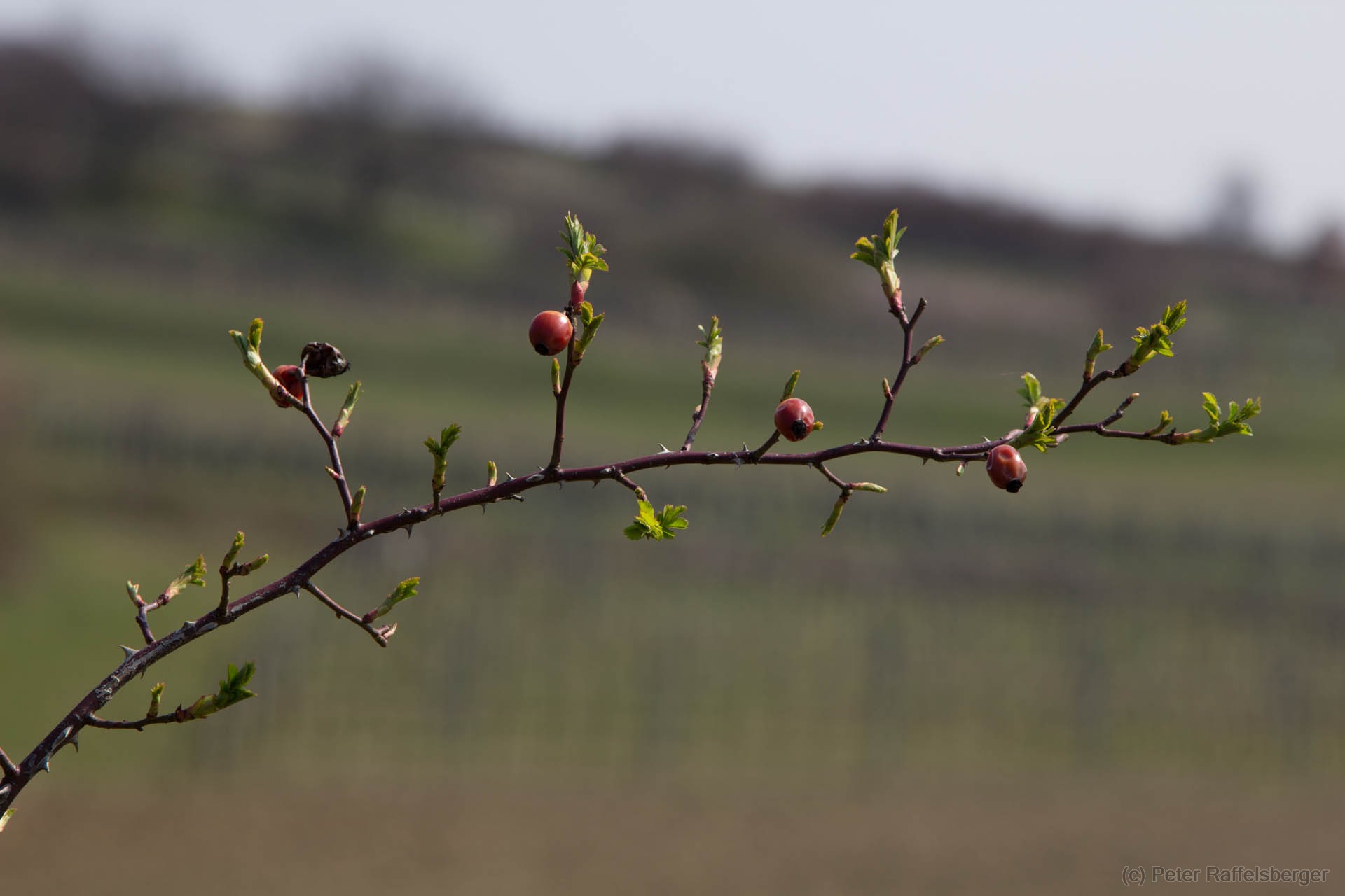 Frühling in Enzersfeld