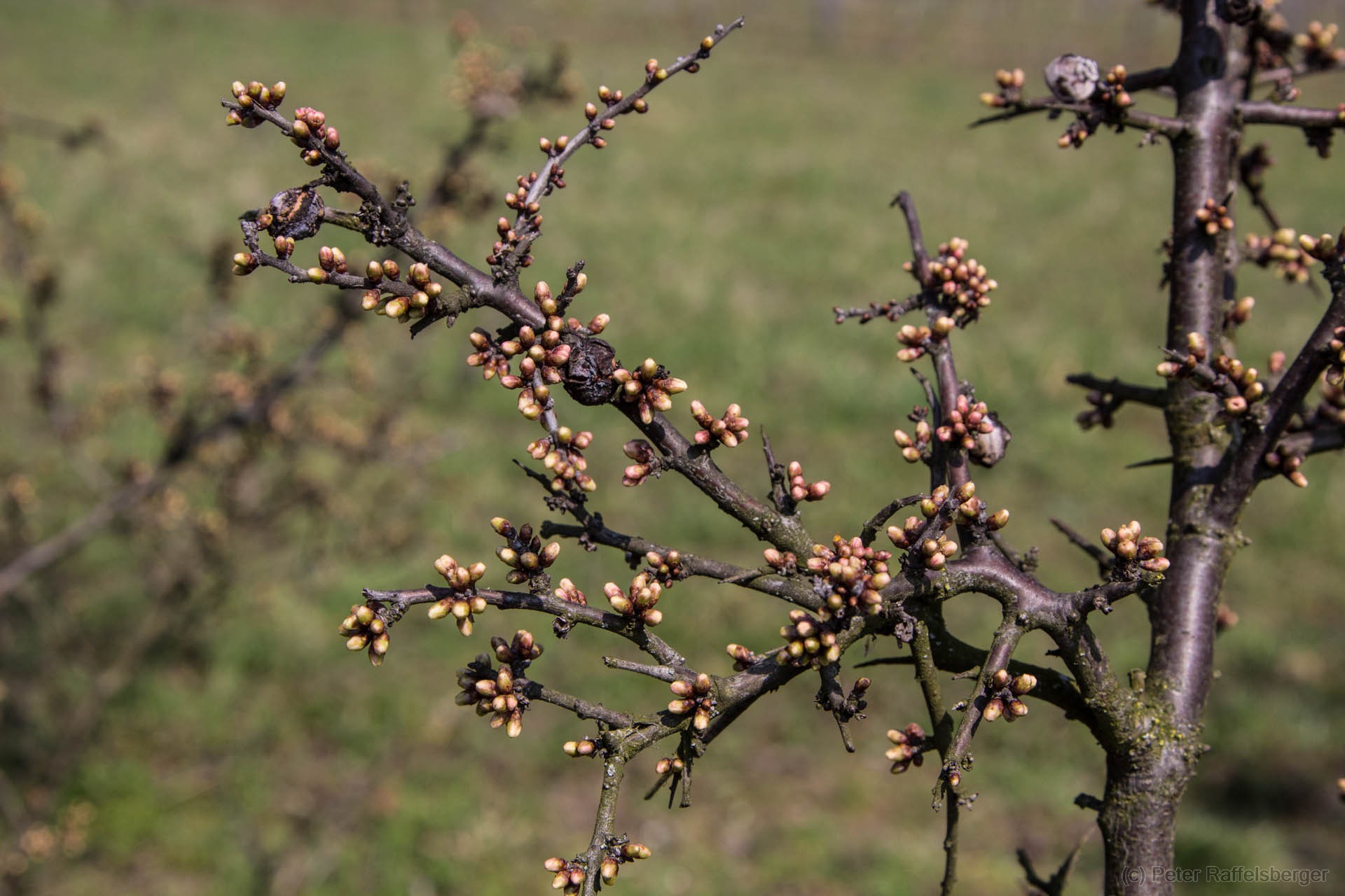 Spring in Enzersfeld