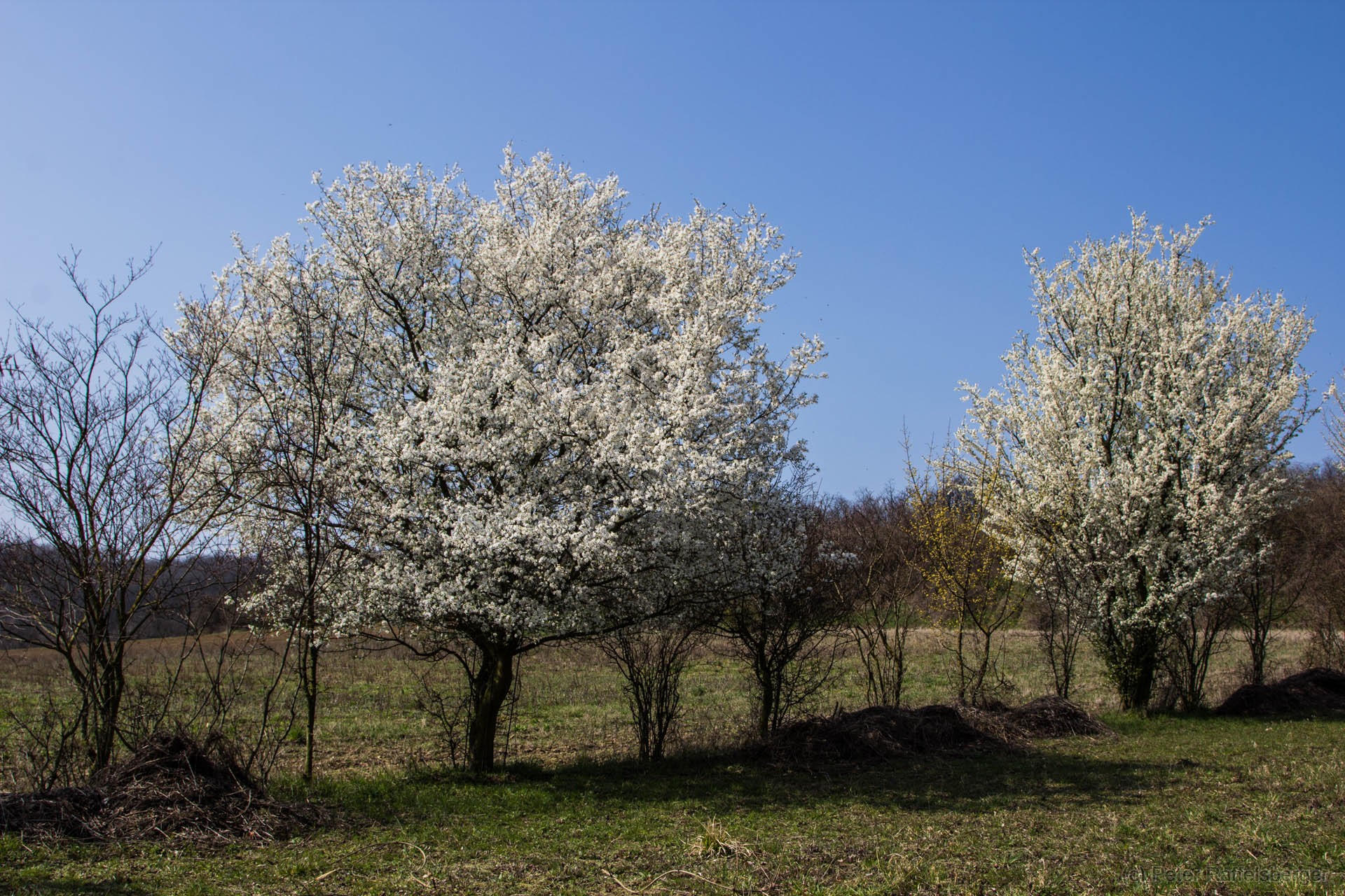 Spring in Enzersfeld