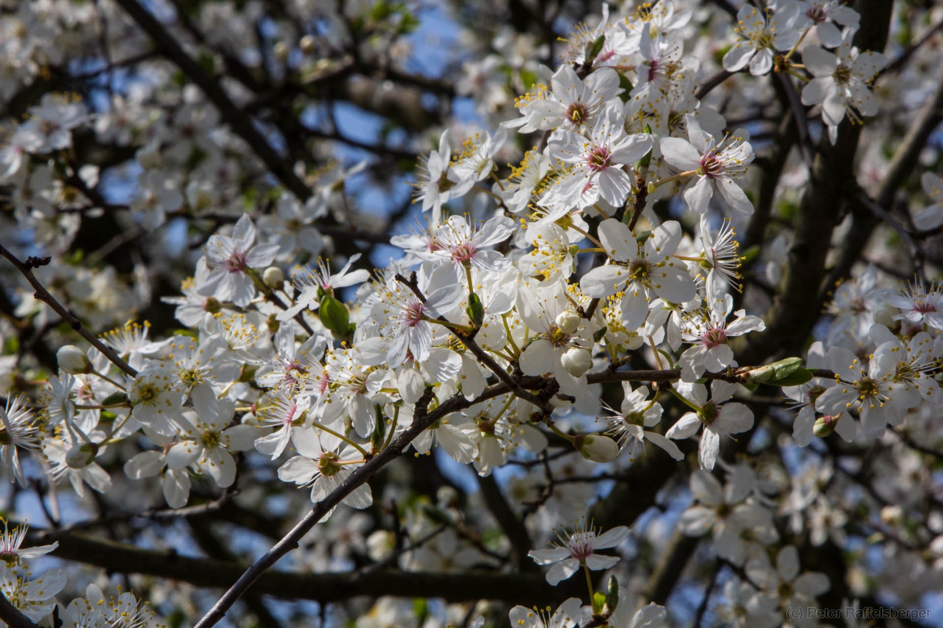 Frühling in Enzersfeld