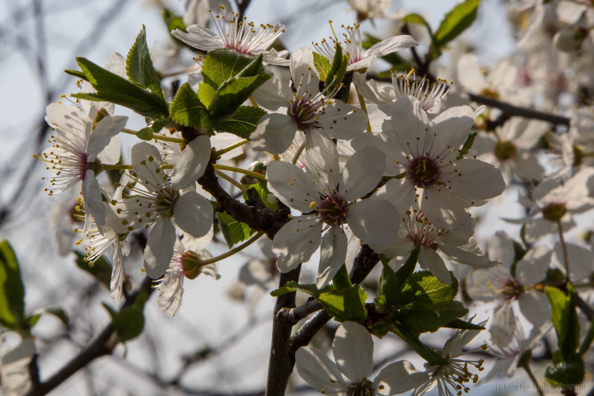 Frühling in Enzersfeld