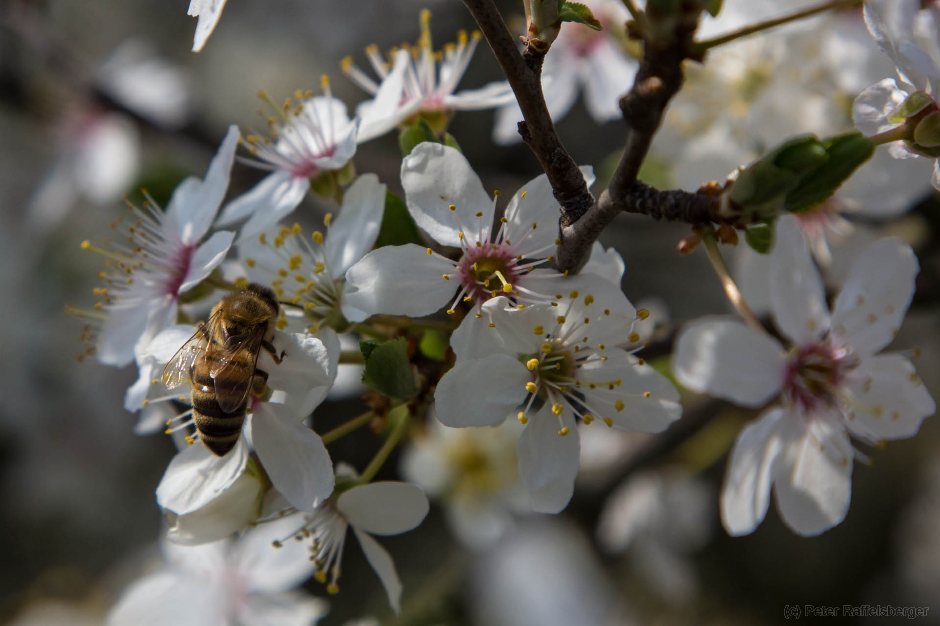 Spring in Enzersfeld