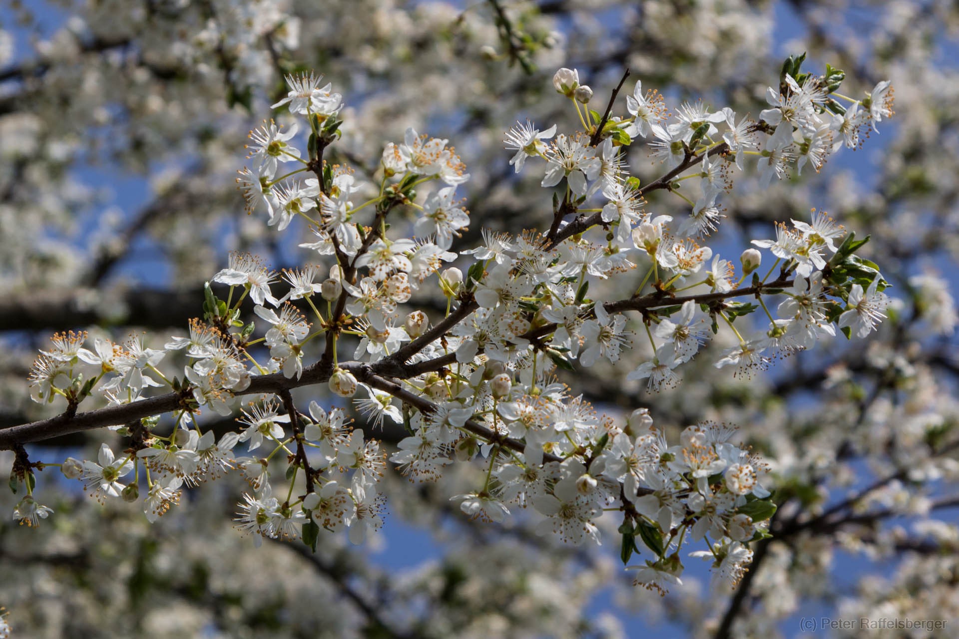 Spring in Enzersfeld