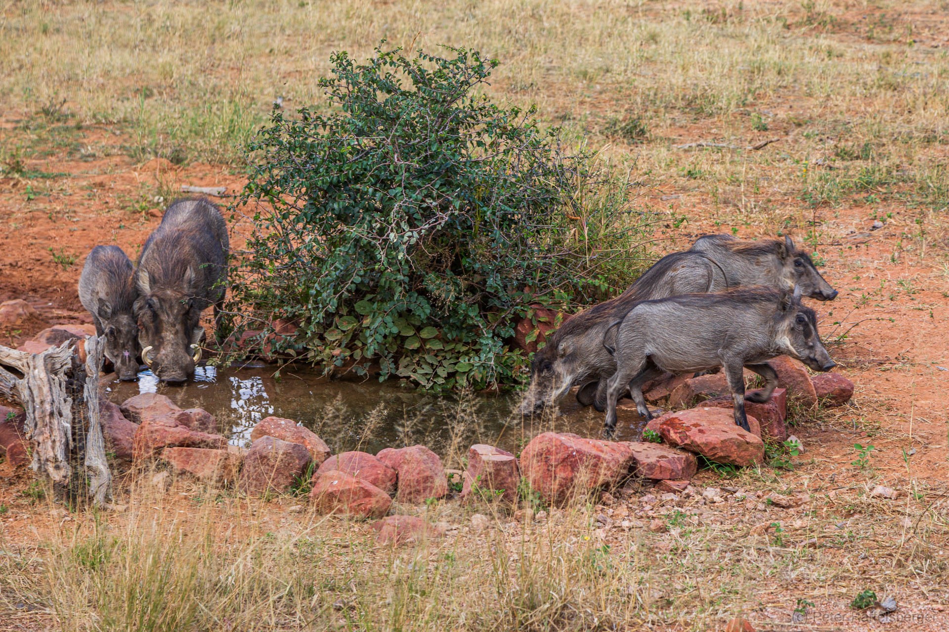 Windhoek, Okonjima, Etosha Nationalpark
