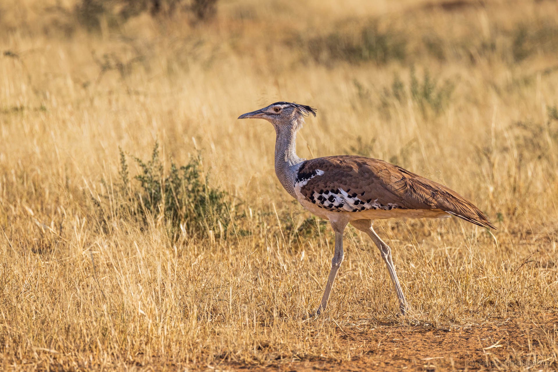 Windhoek, Okonjima, Etosha Nationalpark