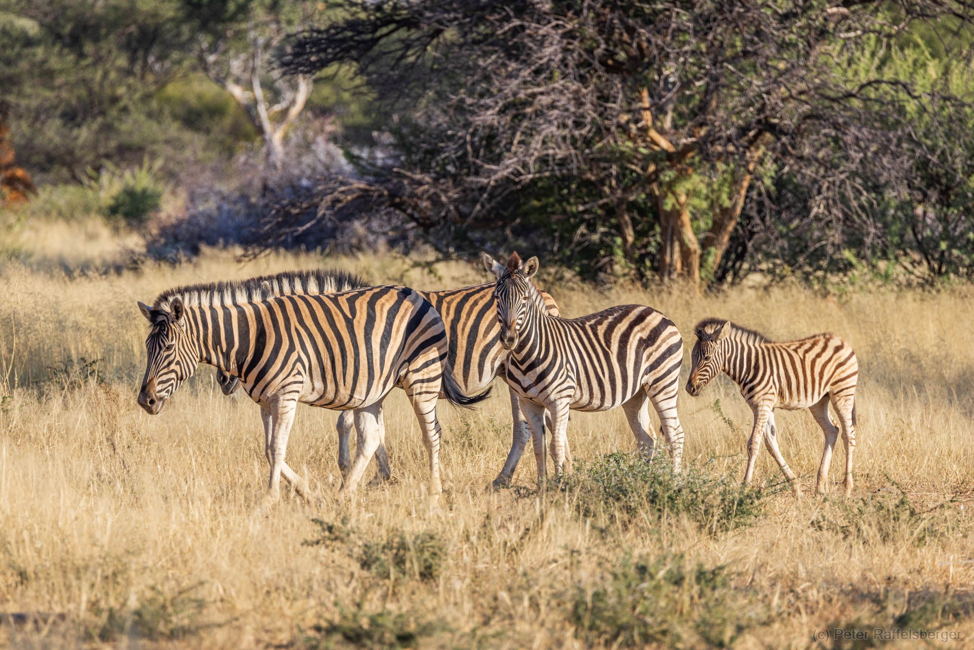 Windhoek, Okonjima, Etosha National Park