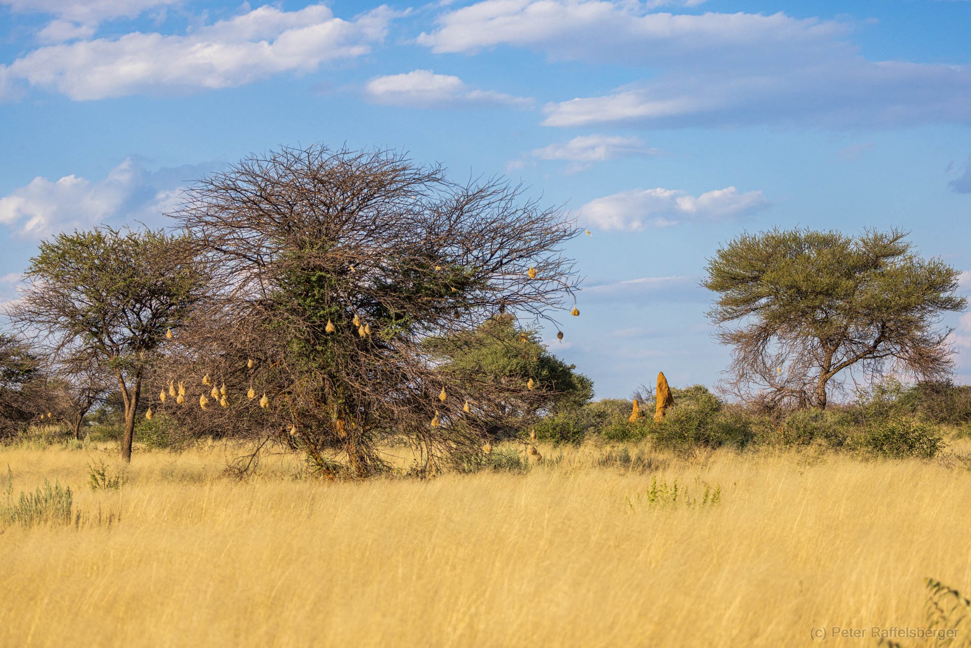 Windhoek, Okonjima, Etosha Nationalpark