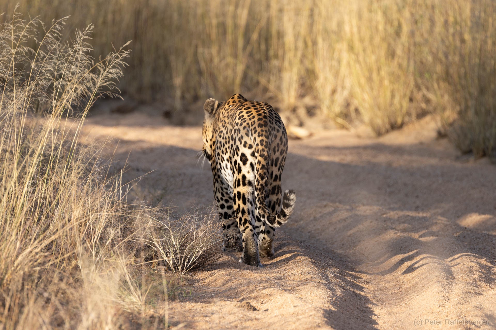 Windhoek, Okonjima, Etosha Nationalpark