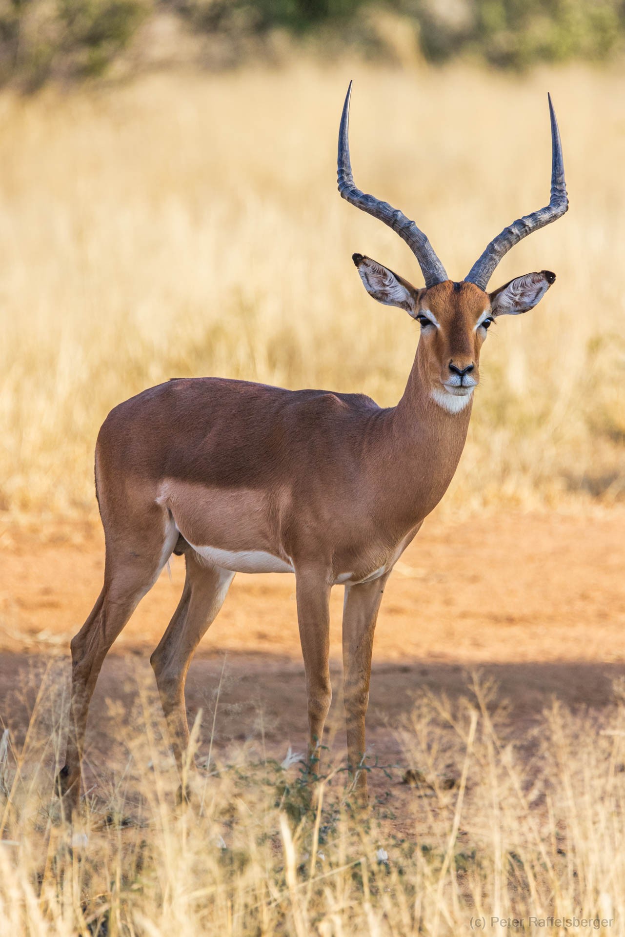 Windhoek, Okonjima, Etosha Nationalpark