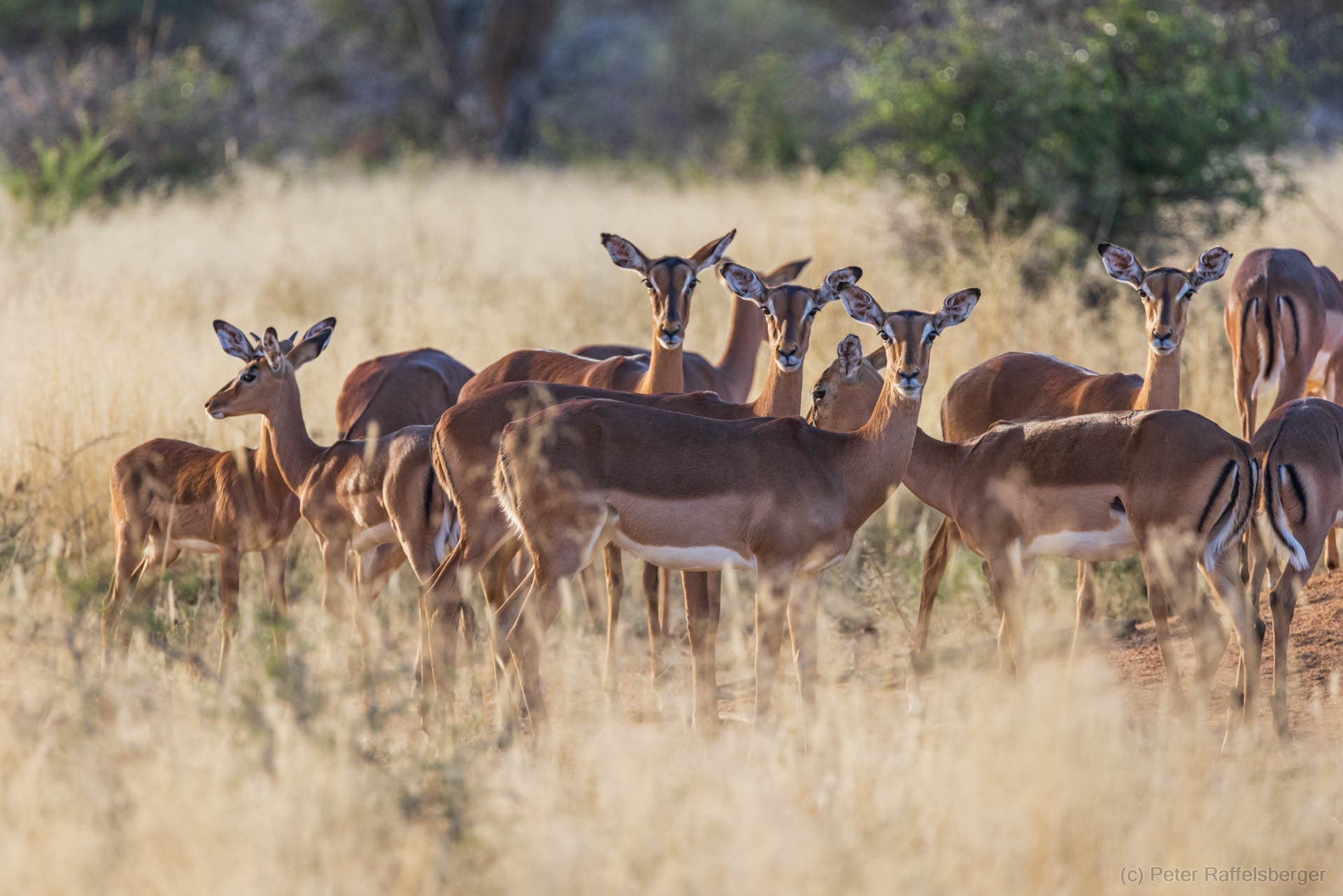 Windhoek, Okonjima, Etosha Nationalpark
