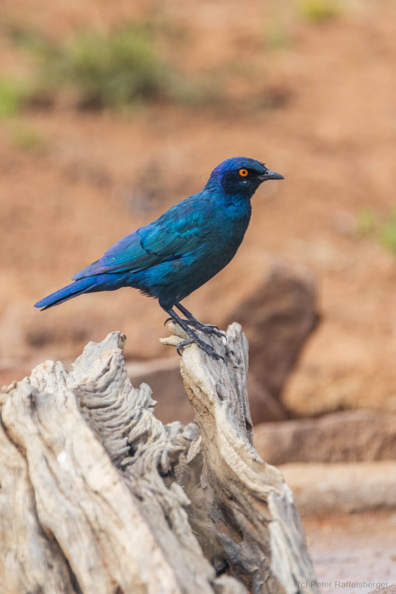 Windhoek, Okonjima, Etosha National Park