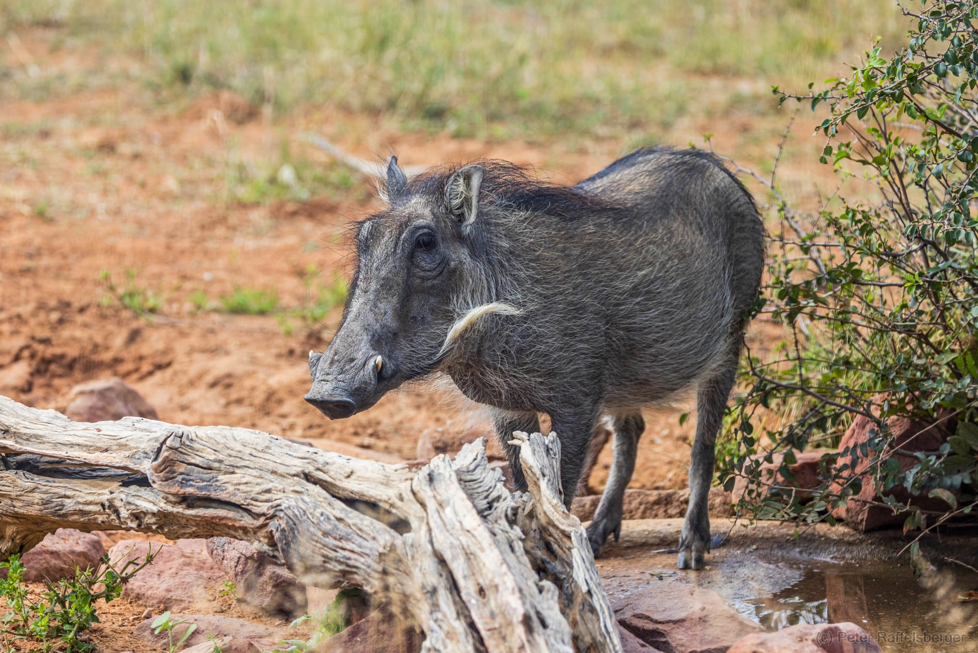 Windhoek, Okonjima, Etosha National Park