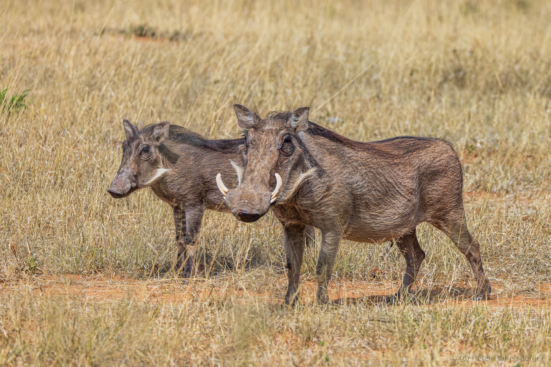 Windhoek, Okonjima, Etosha Nationalpark