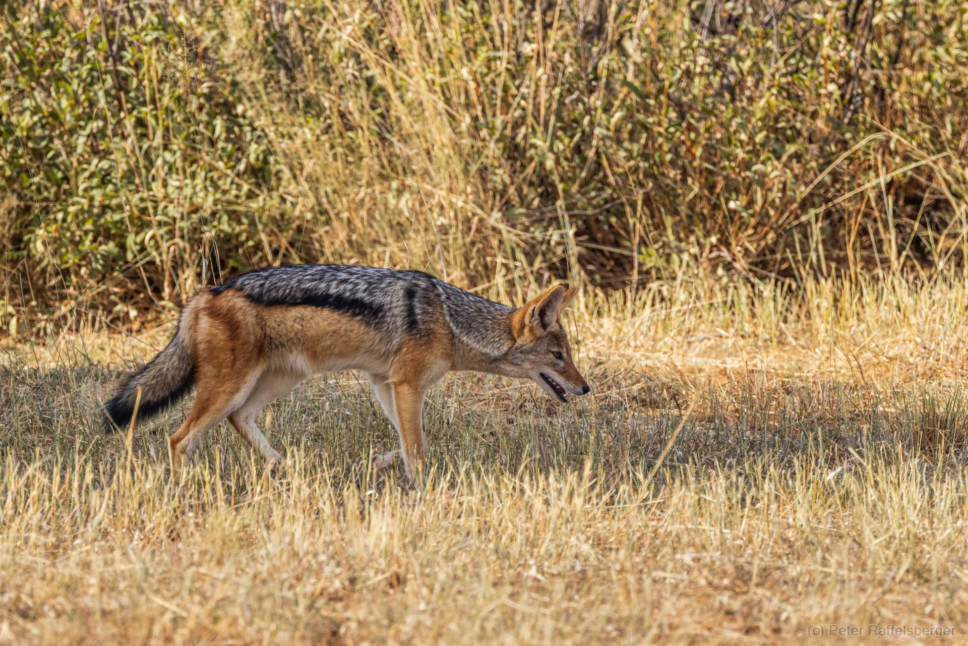 Windhoek, Okonjima, Etosha Nationalpark