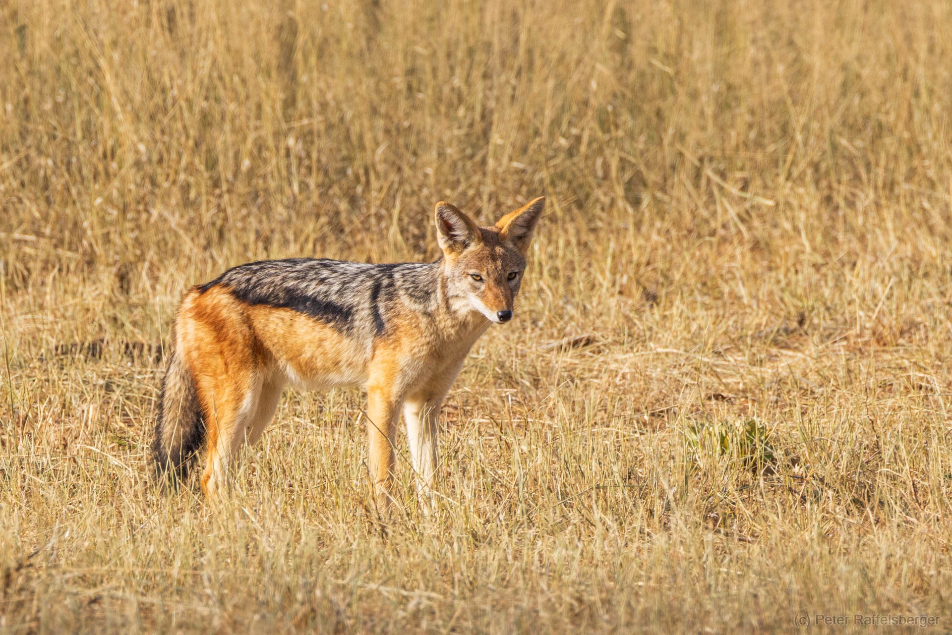 Windhoek, Okonjima, Etosha Nationalpark