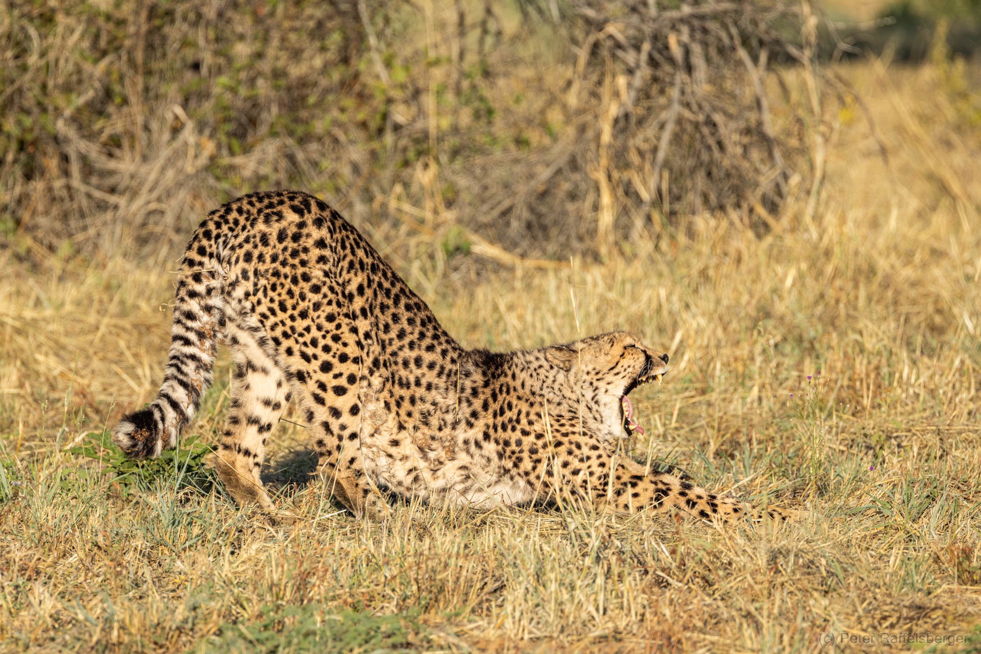 Windhoek, Okonjima, Etosha Nationalpark