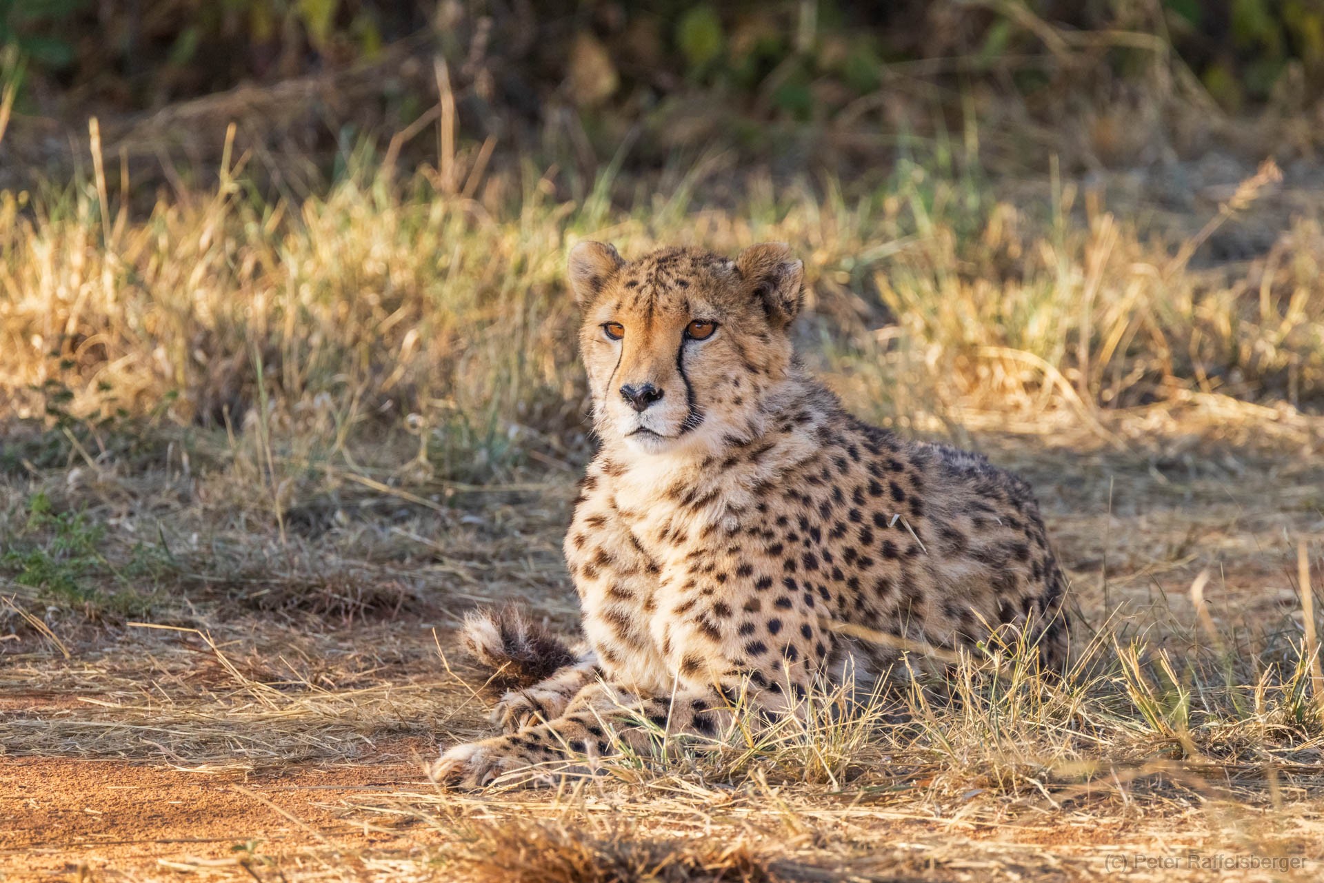 Windhoek, Okonjima, Etosha Nationalpark