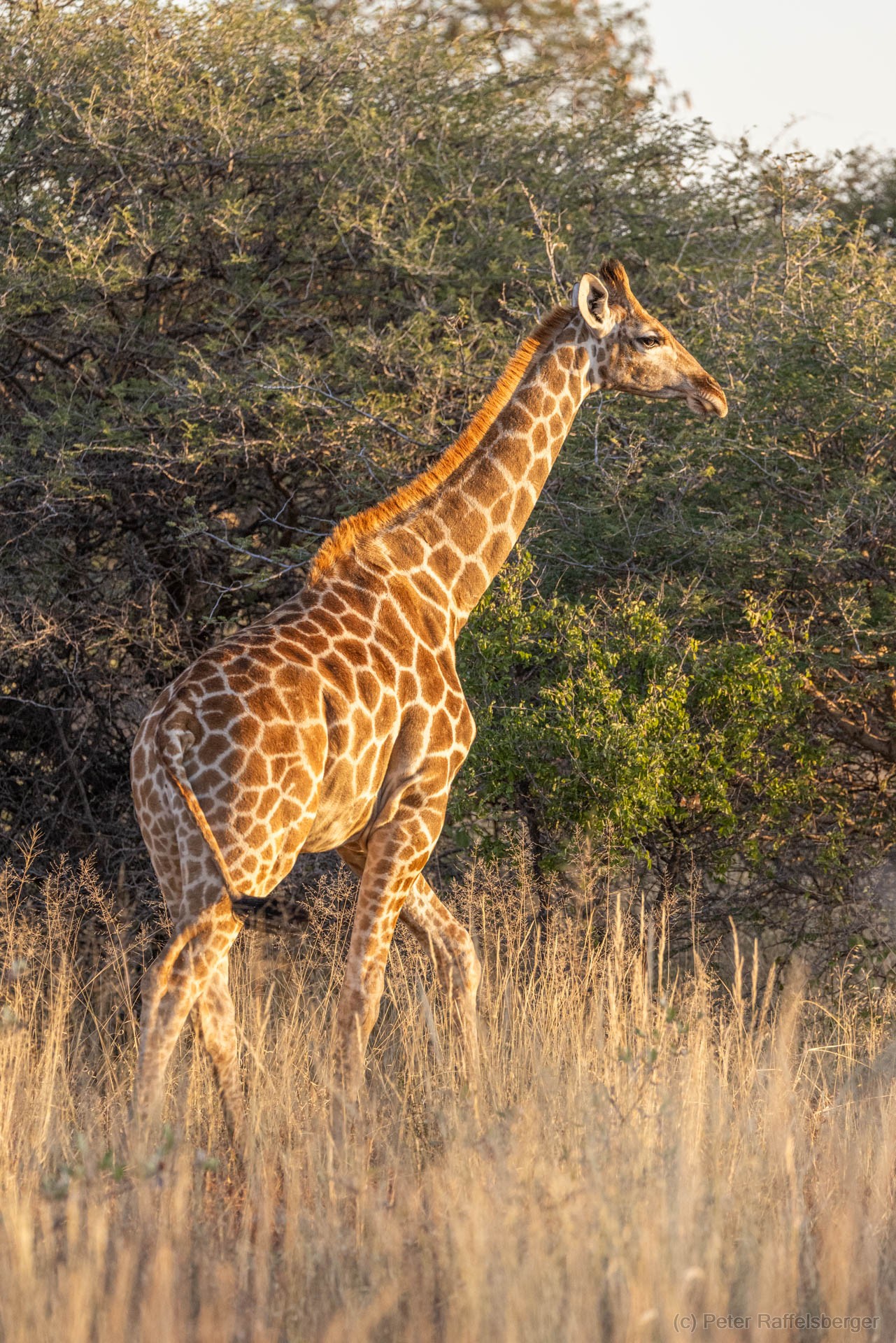 Windhoek, Okonjima, Etosha Nationalpark