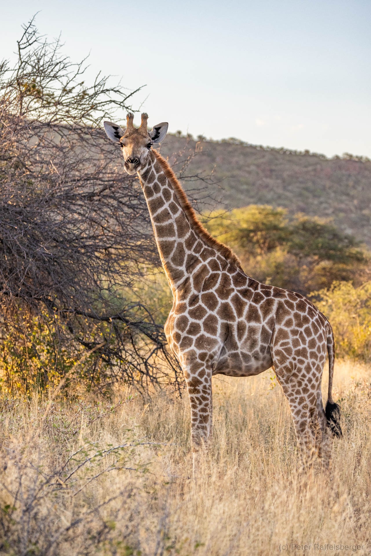 Windhoek, Okonjima, Etosha Nationalpark