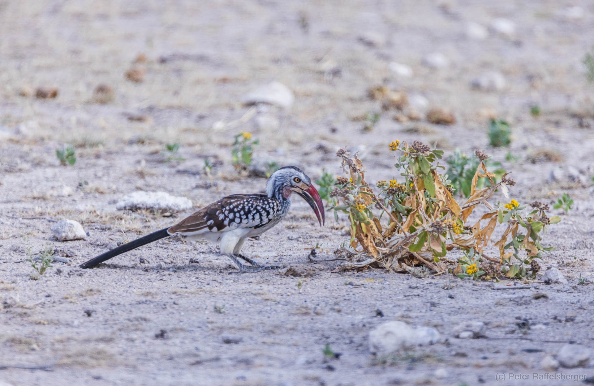 Windhoek, Okonjima, Etosha Nationalpark