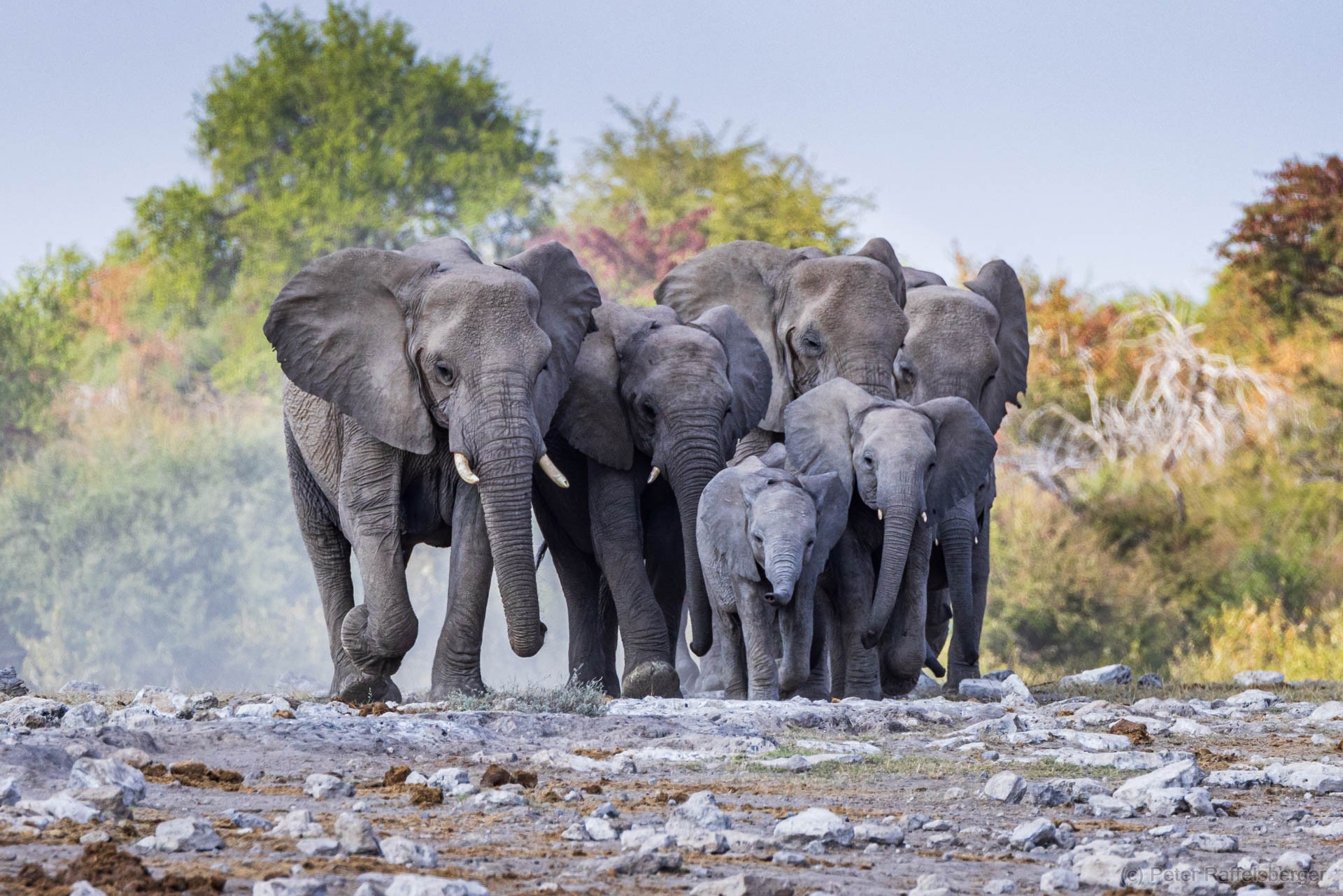 Windhoek, Okonjima, Etosha Nationalpark