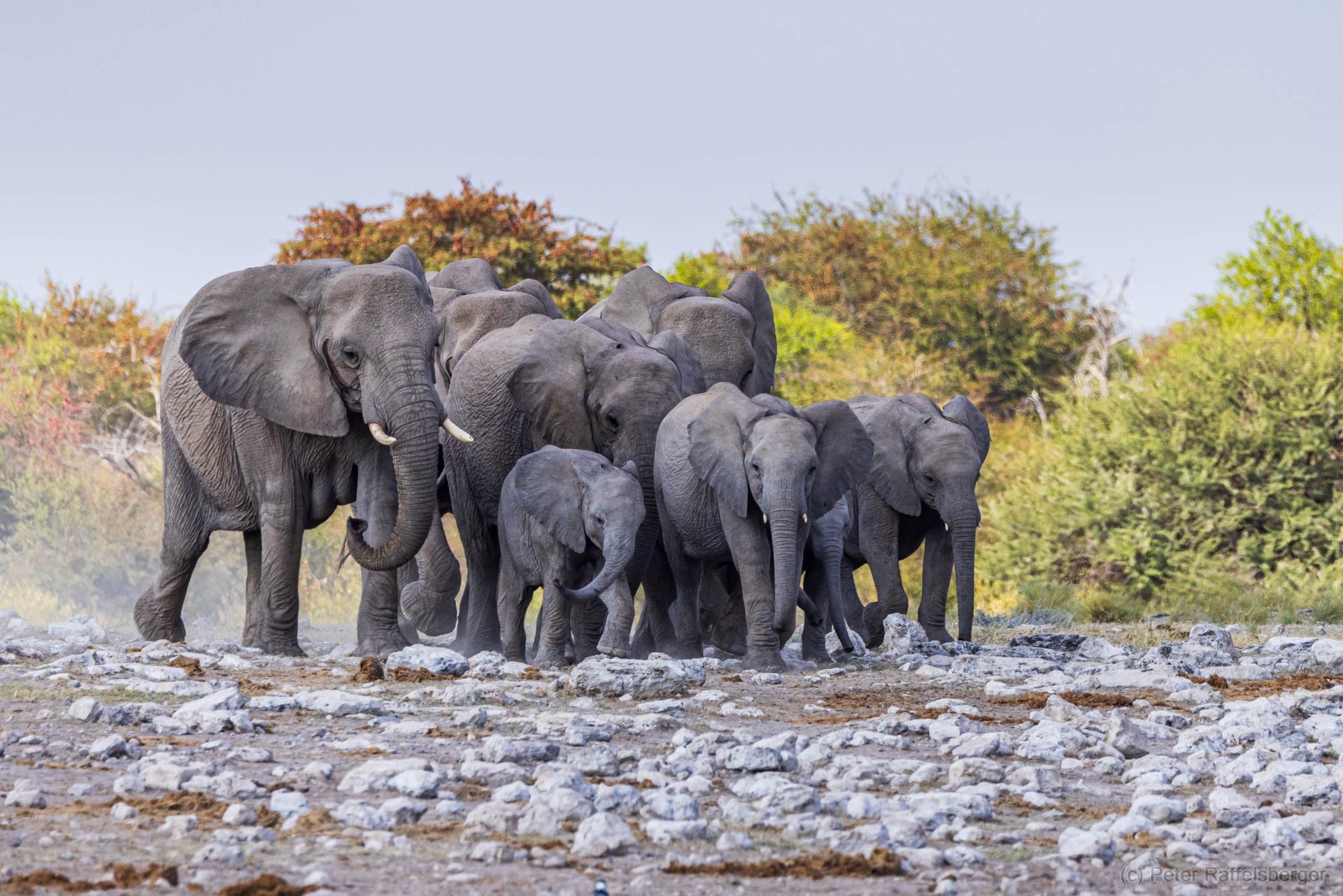 Windhoek, Okonjima, Etosha National Park