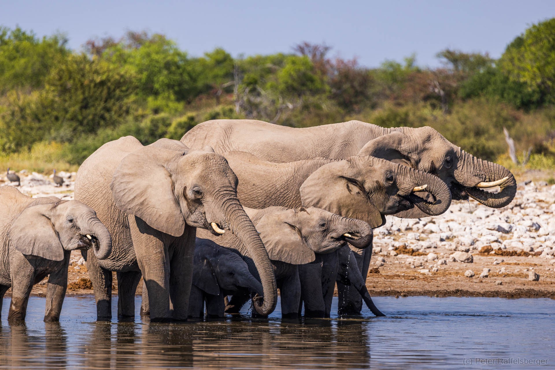 Windhoek, Okonjima, Etosha Nationalpark