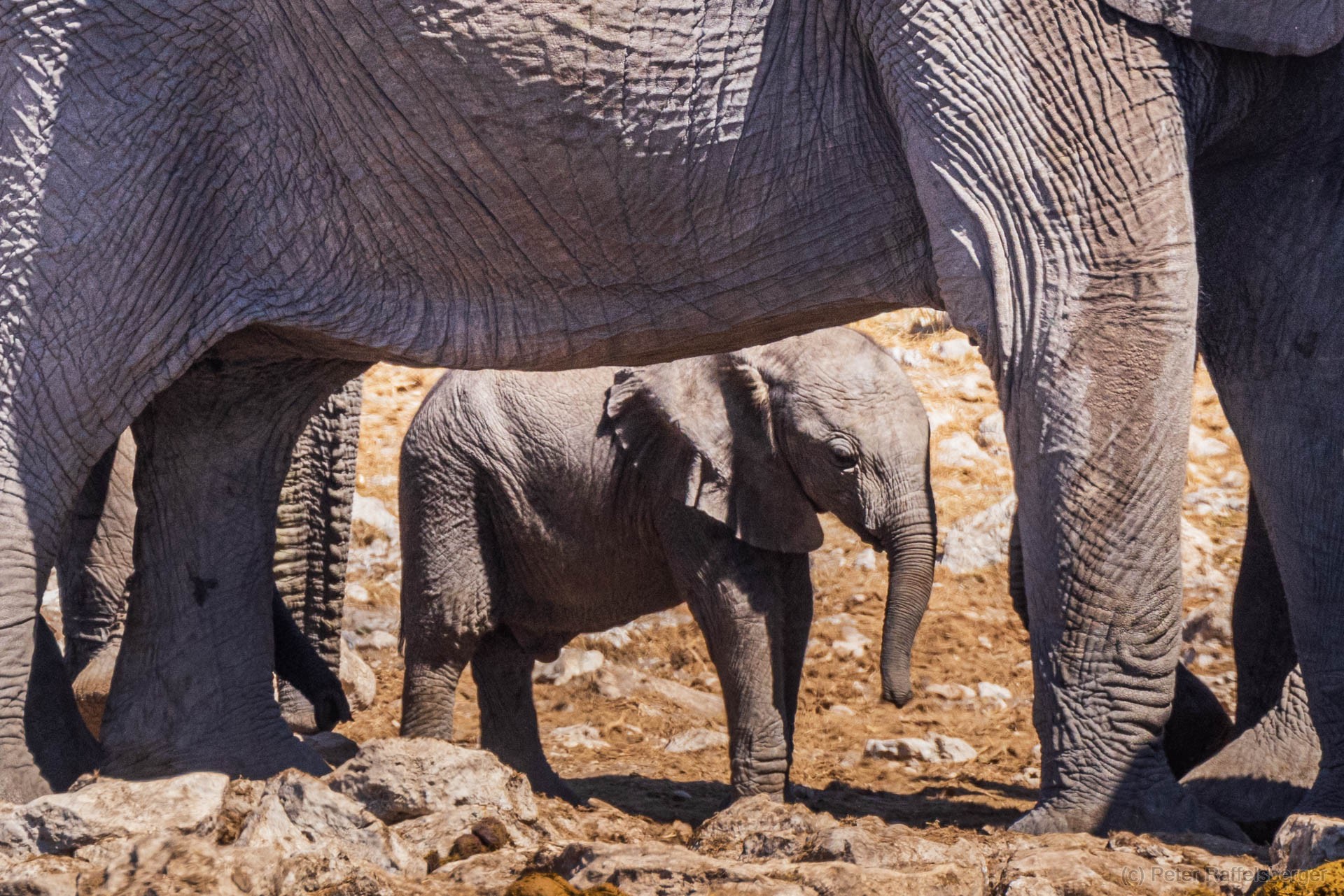 Windhoek, Okonjima, Etosha Nationalpark