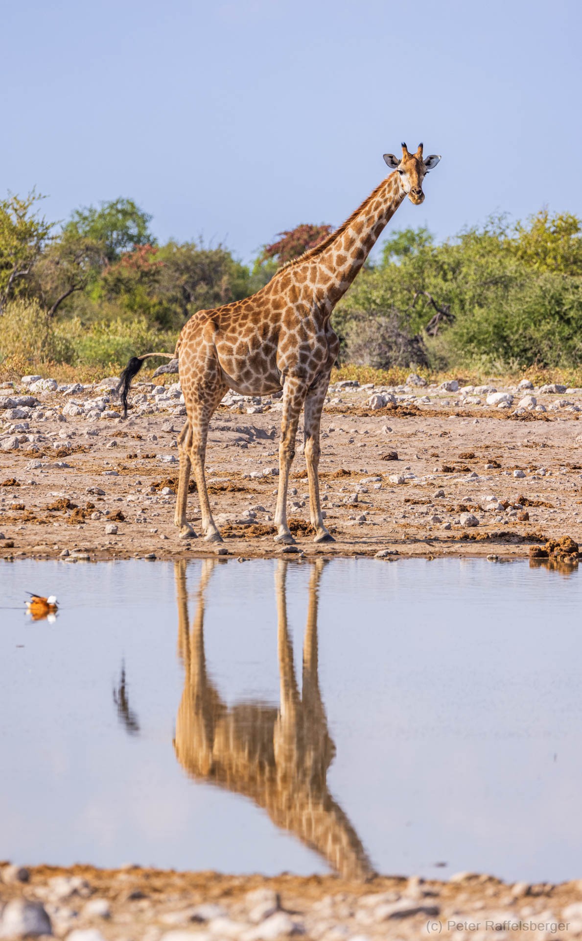 Windhoek, Okonjima, Etosha Nationalpark