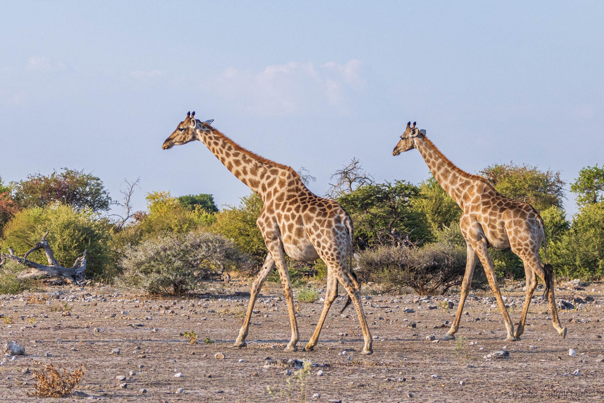 Windhoek, Okonjima, Etosha National Park