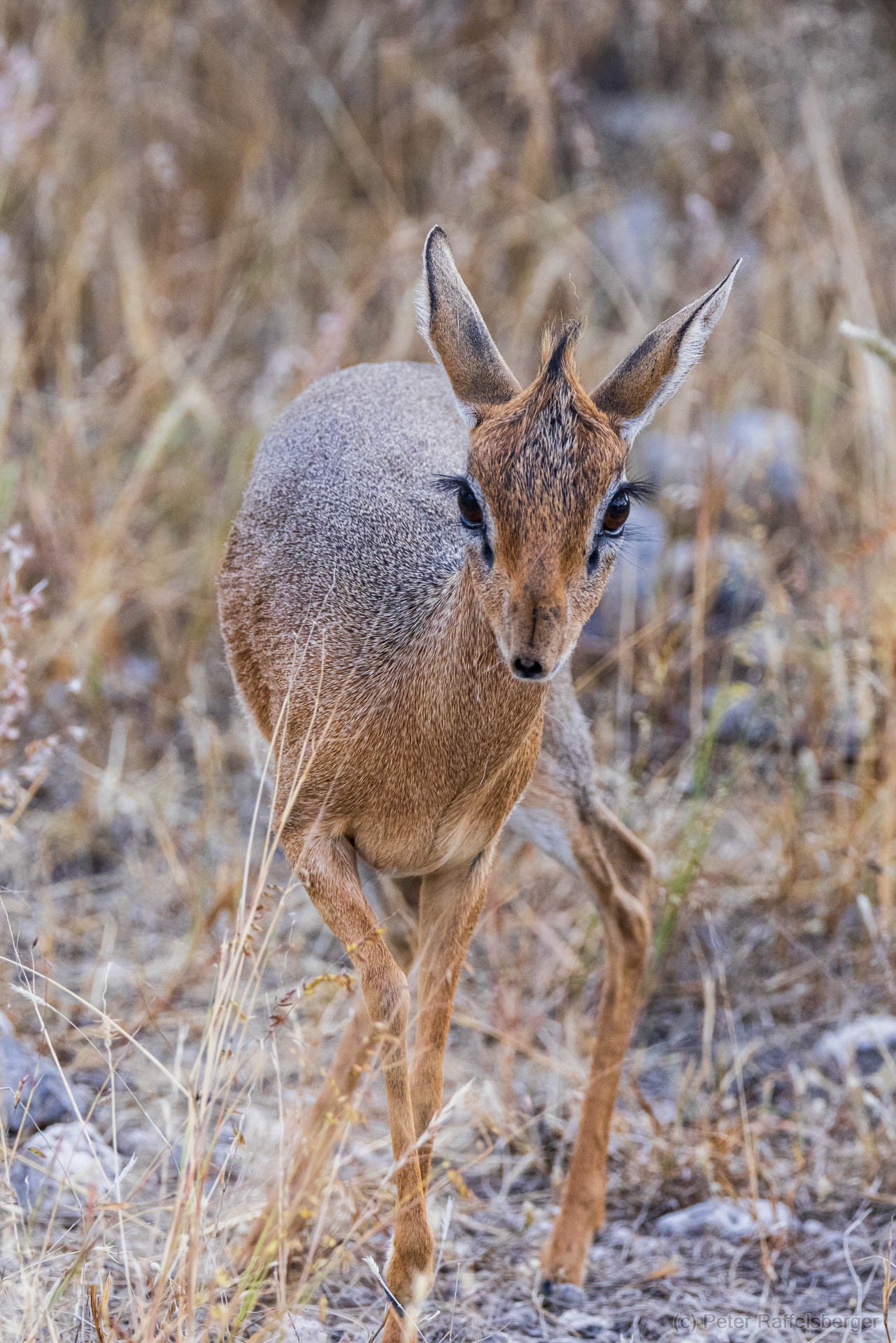 Windhoek, Okonjima, Etosha Nationalpark