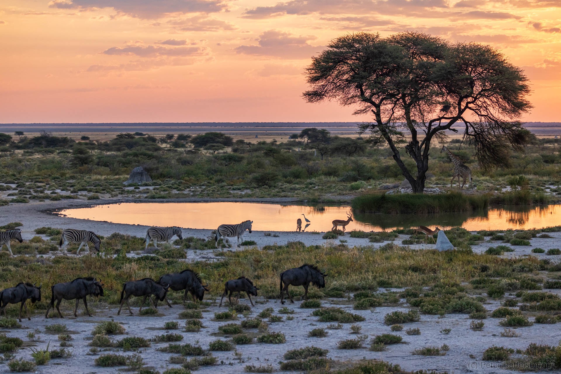 Windhoek, Okonjima, Etosha Nationalpark