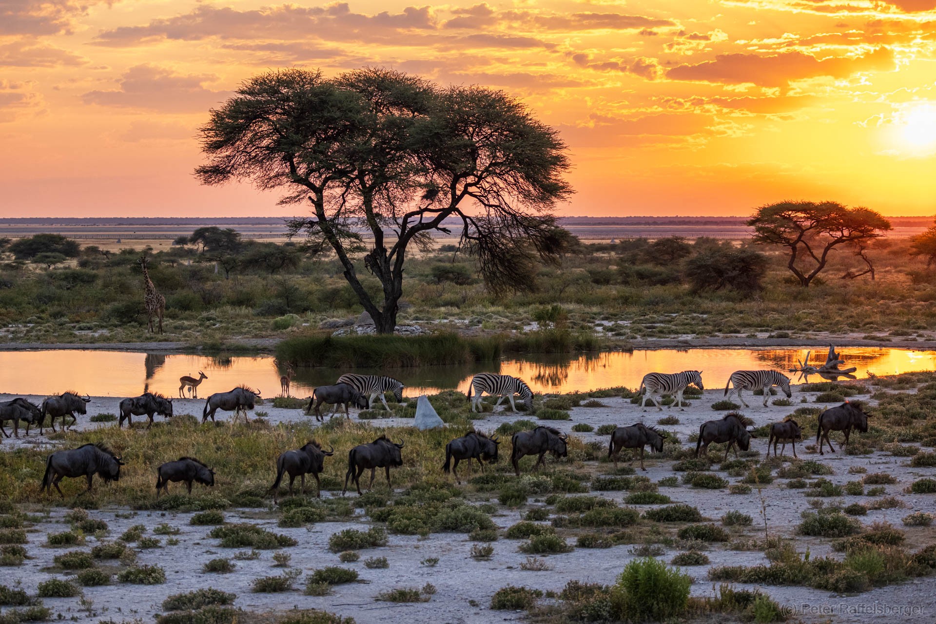 Windhoek, Okonjima, Etosha Nationalpark