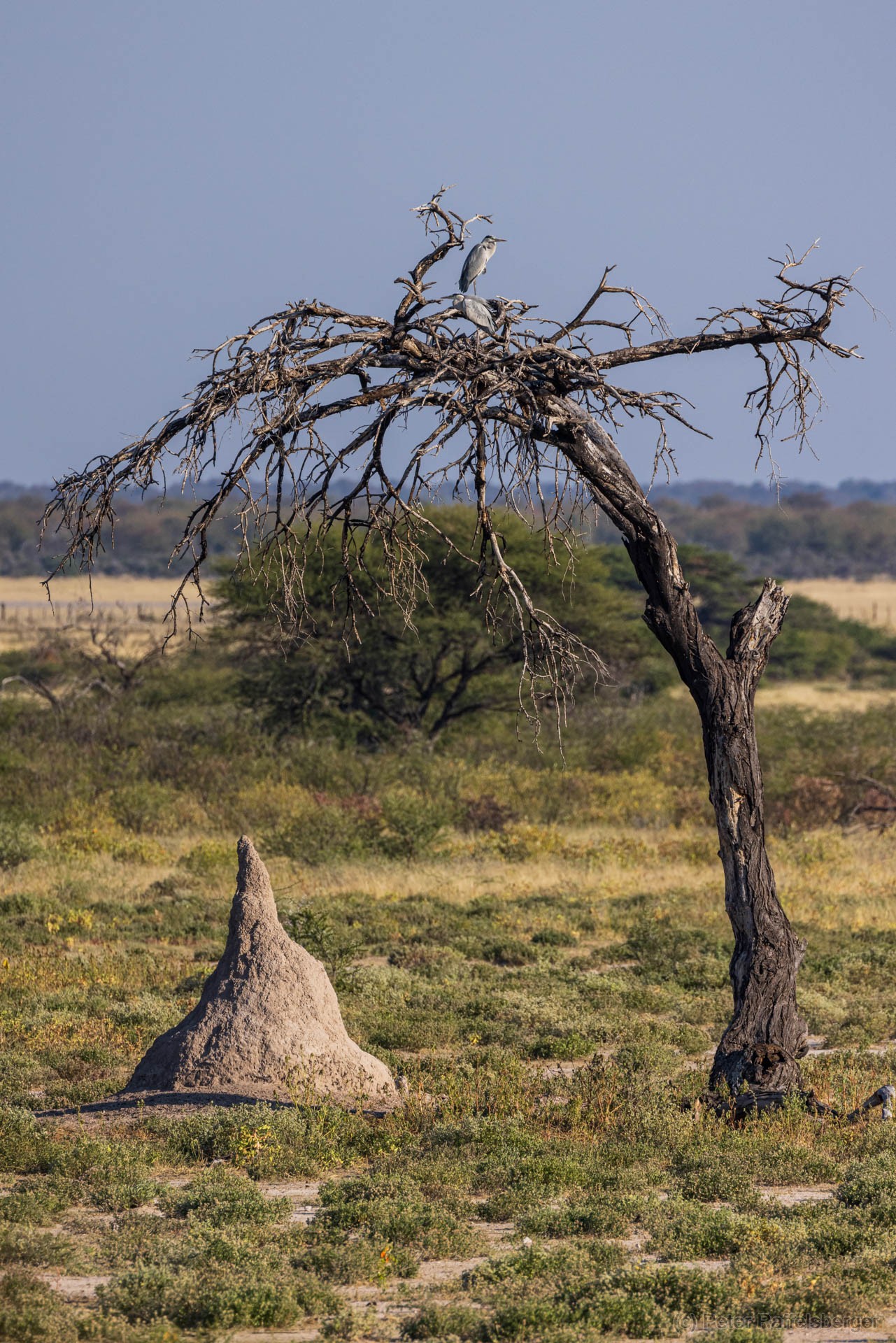 Windhoek, Okonjima, Etosha National Park