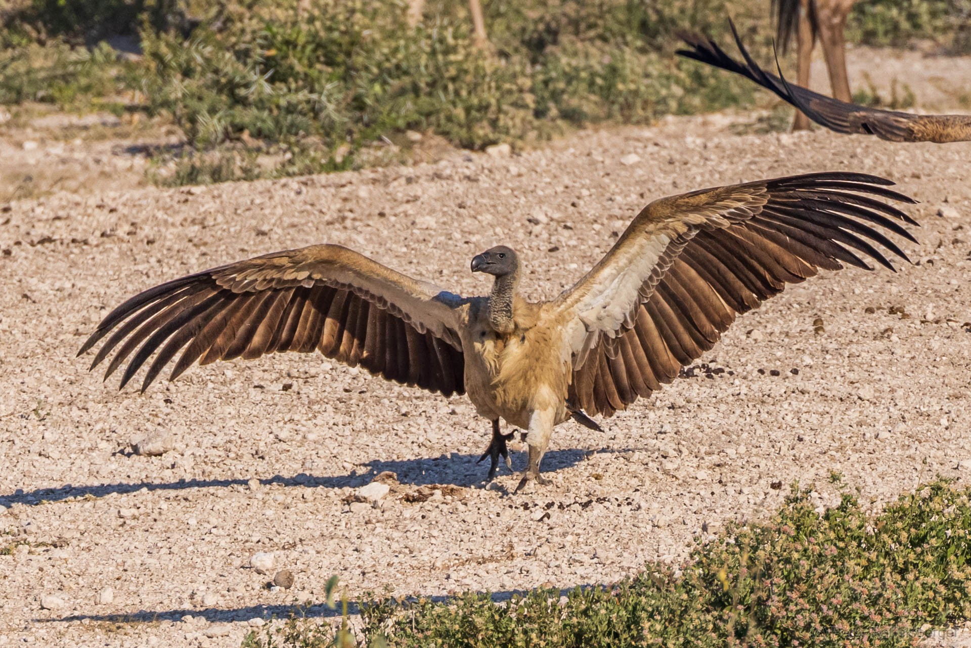 Windhoek, Okonjima, Etosha National Park