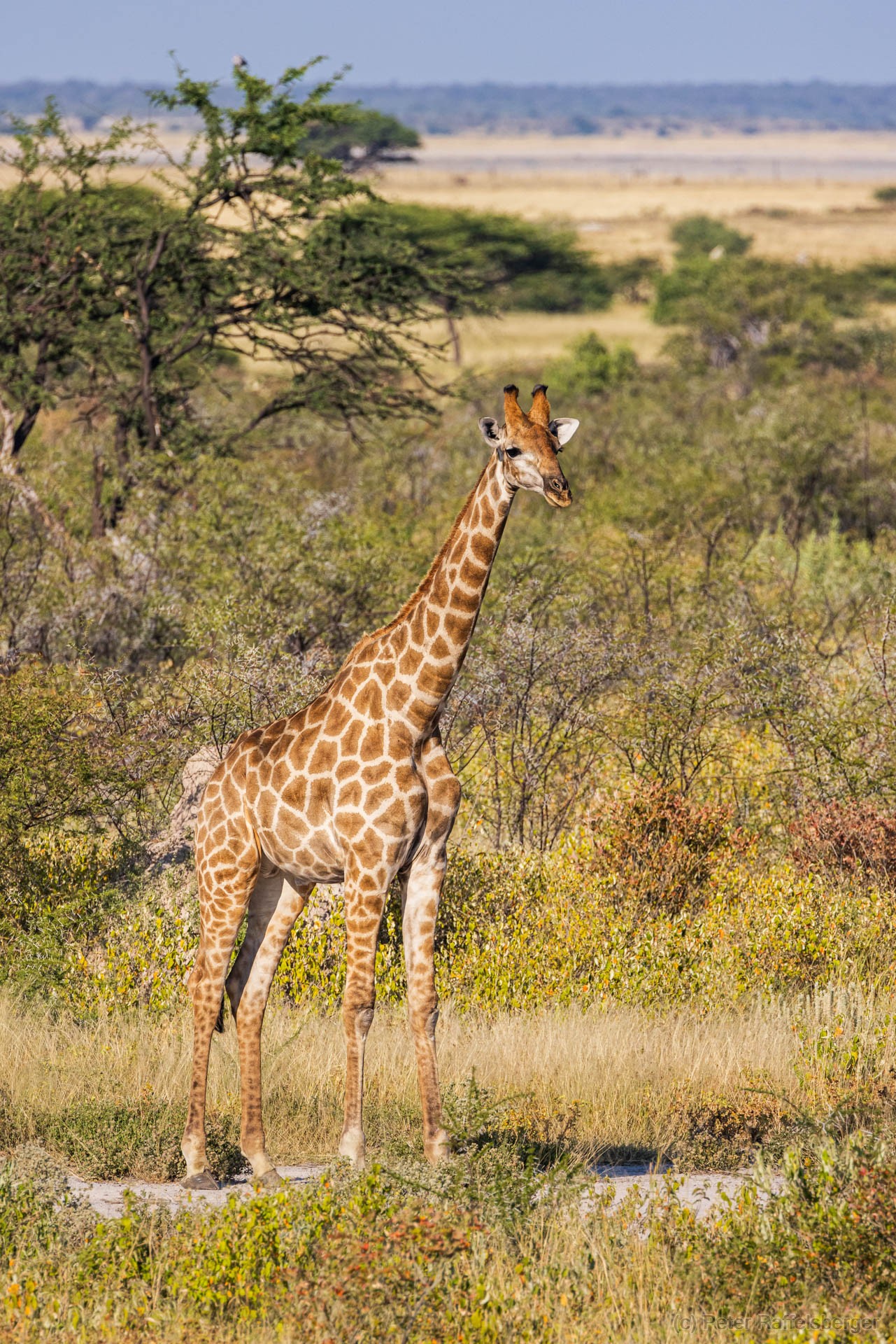 Windhoek, Okonjima, Etosha Nationalpark