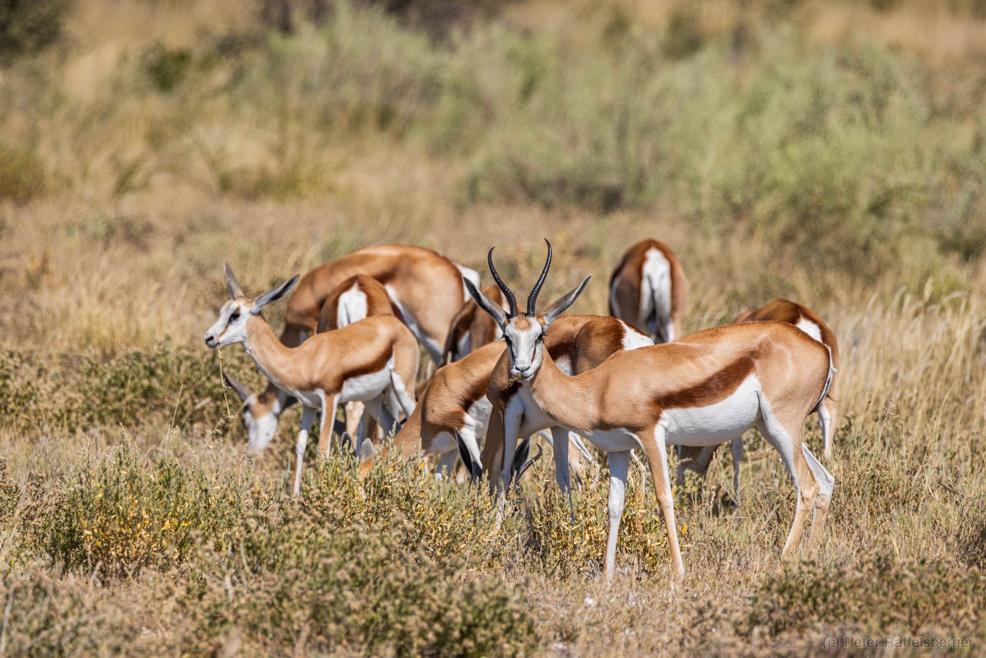 Windhoek, Okonjima, Etosha Nationalpark
