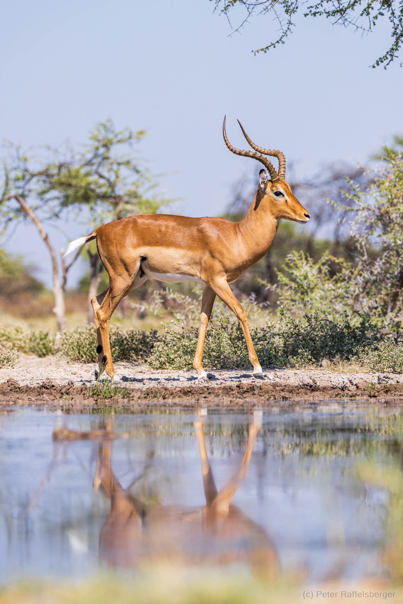 Windhoek, Okonjima, Etosha Nationalpark