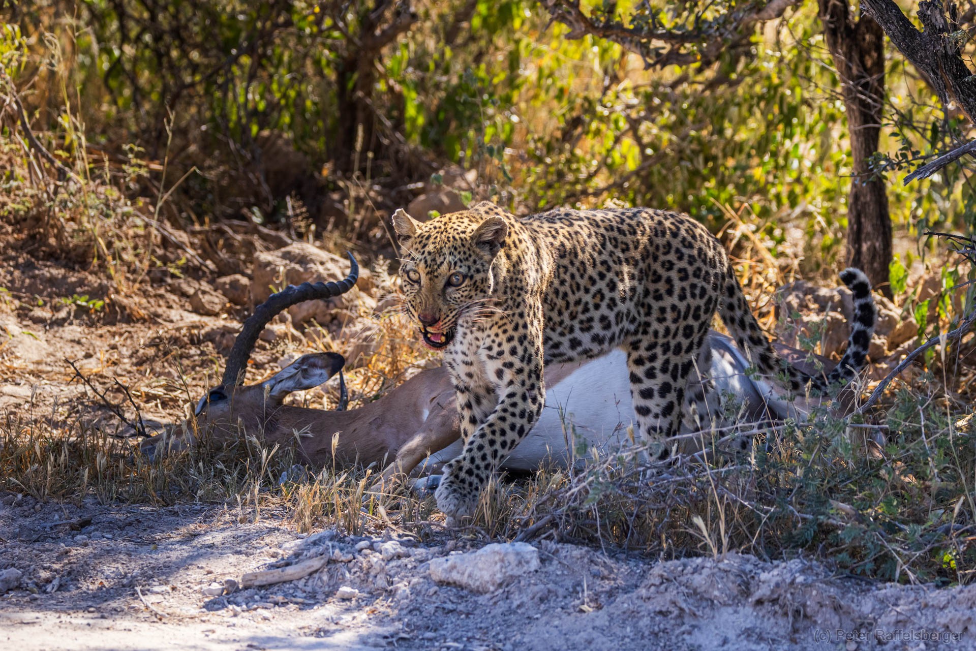 Windhoek, Okonjima, Etosha Nationalpark