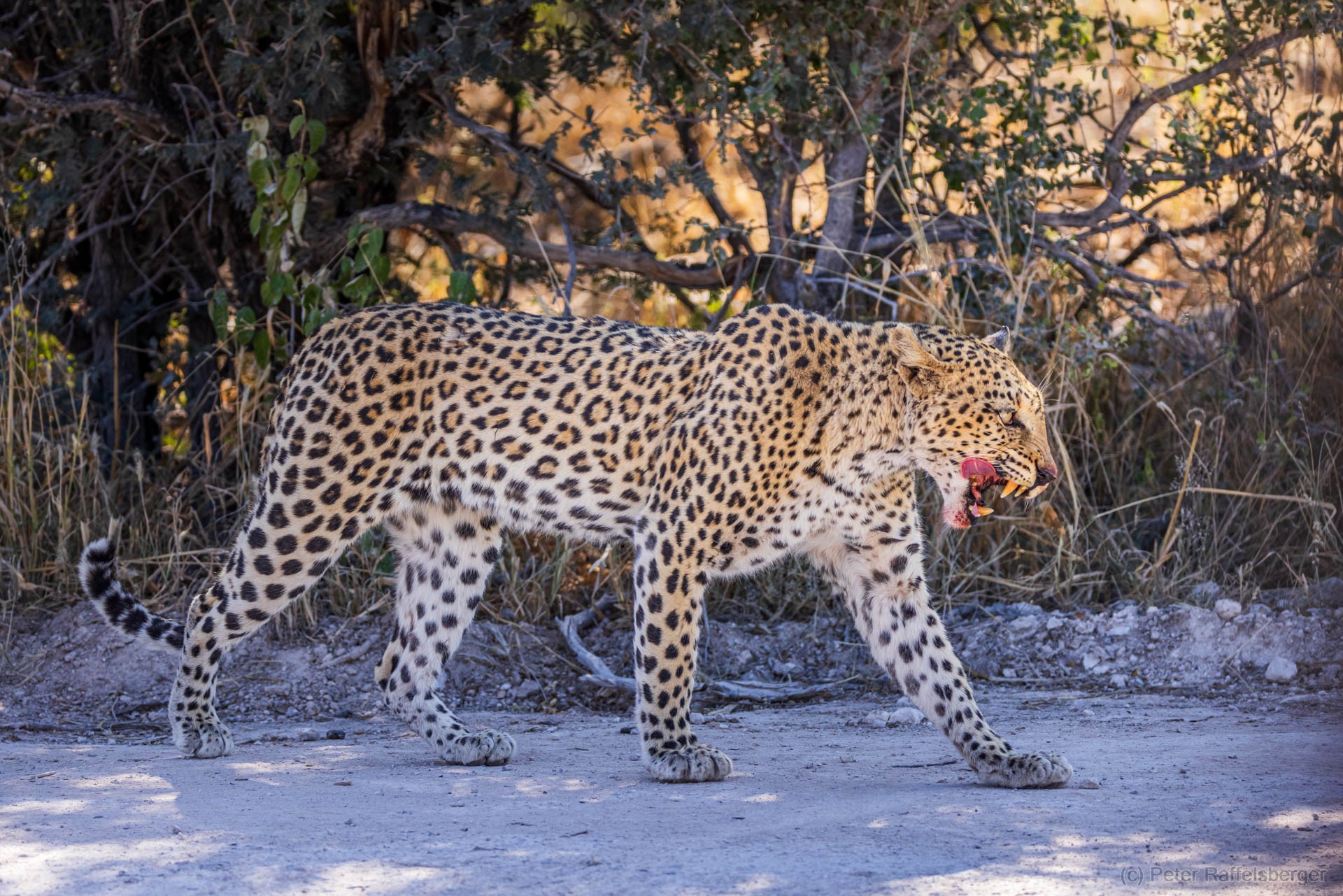 Windhoek, Okonjima, Etosha Nationalpark