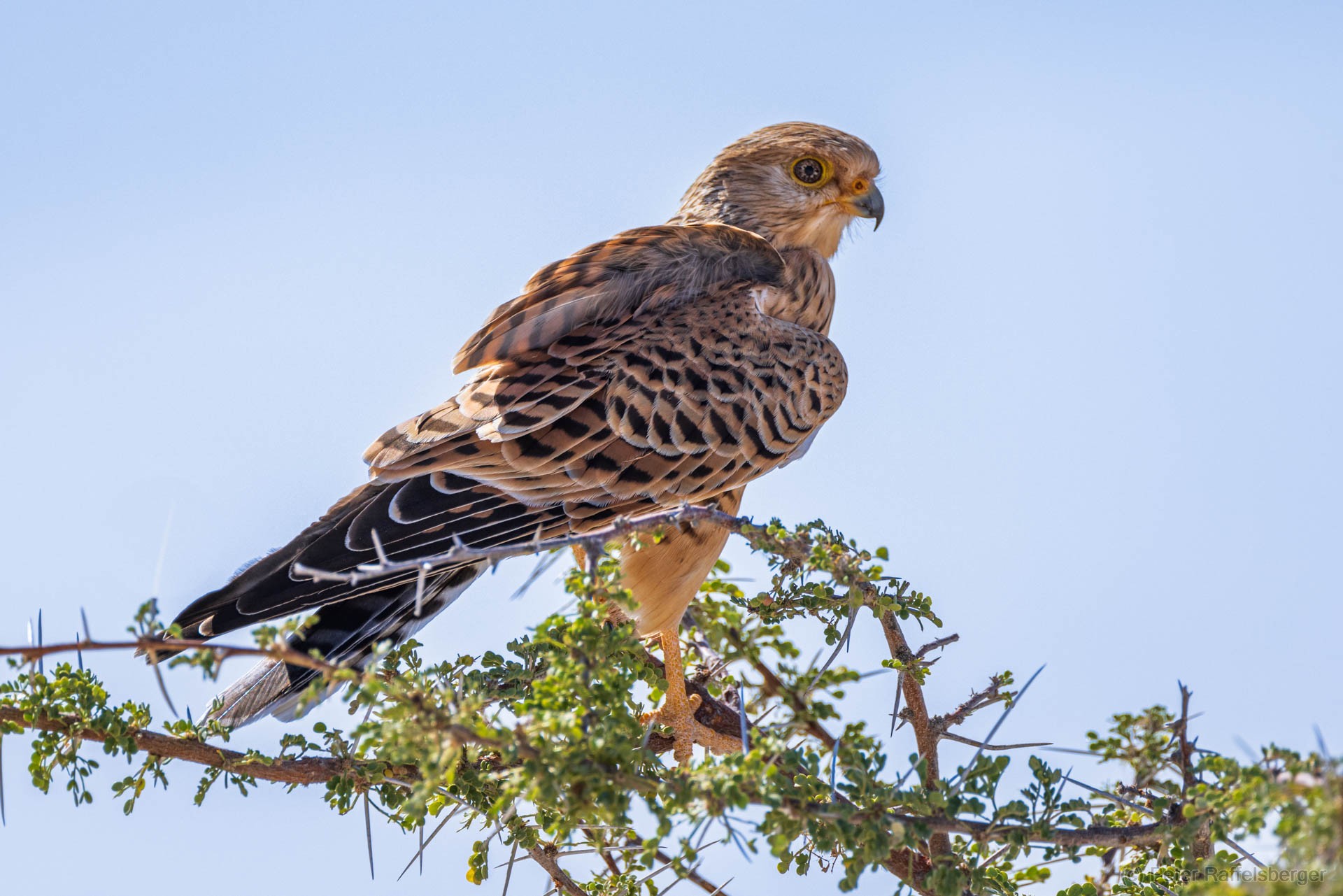 Windhoek, Okonjima, Etosha Nationalpark