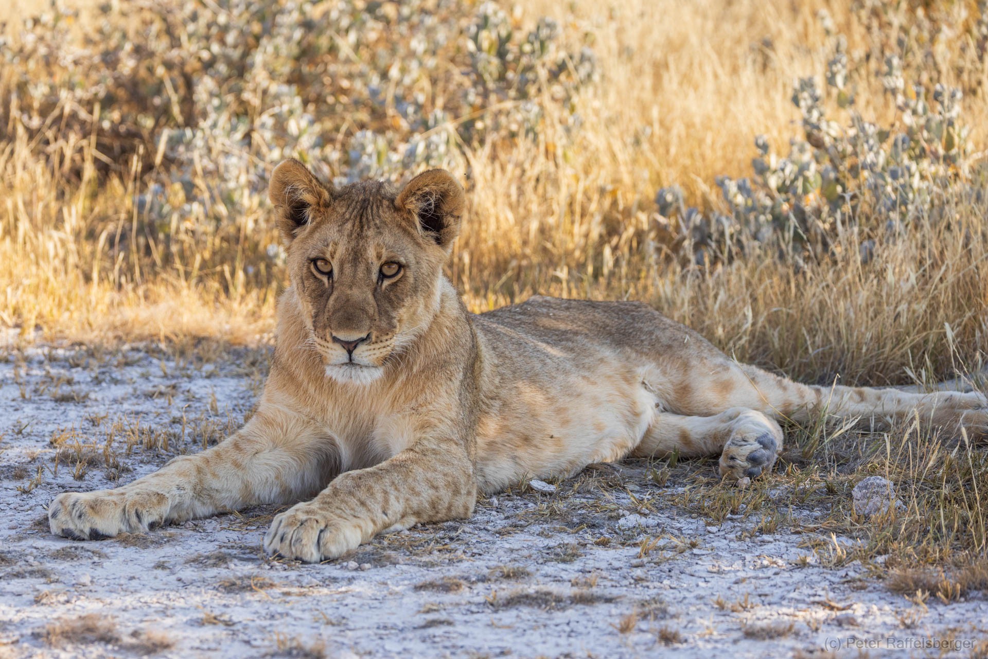 Windhoek, Okonjima, Etosha Nationalpark
