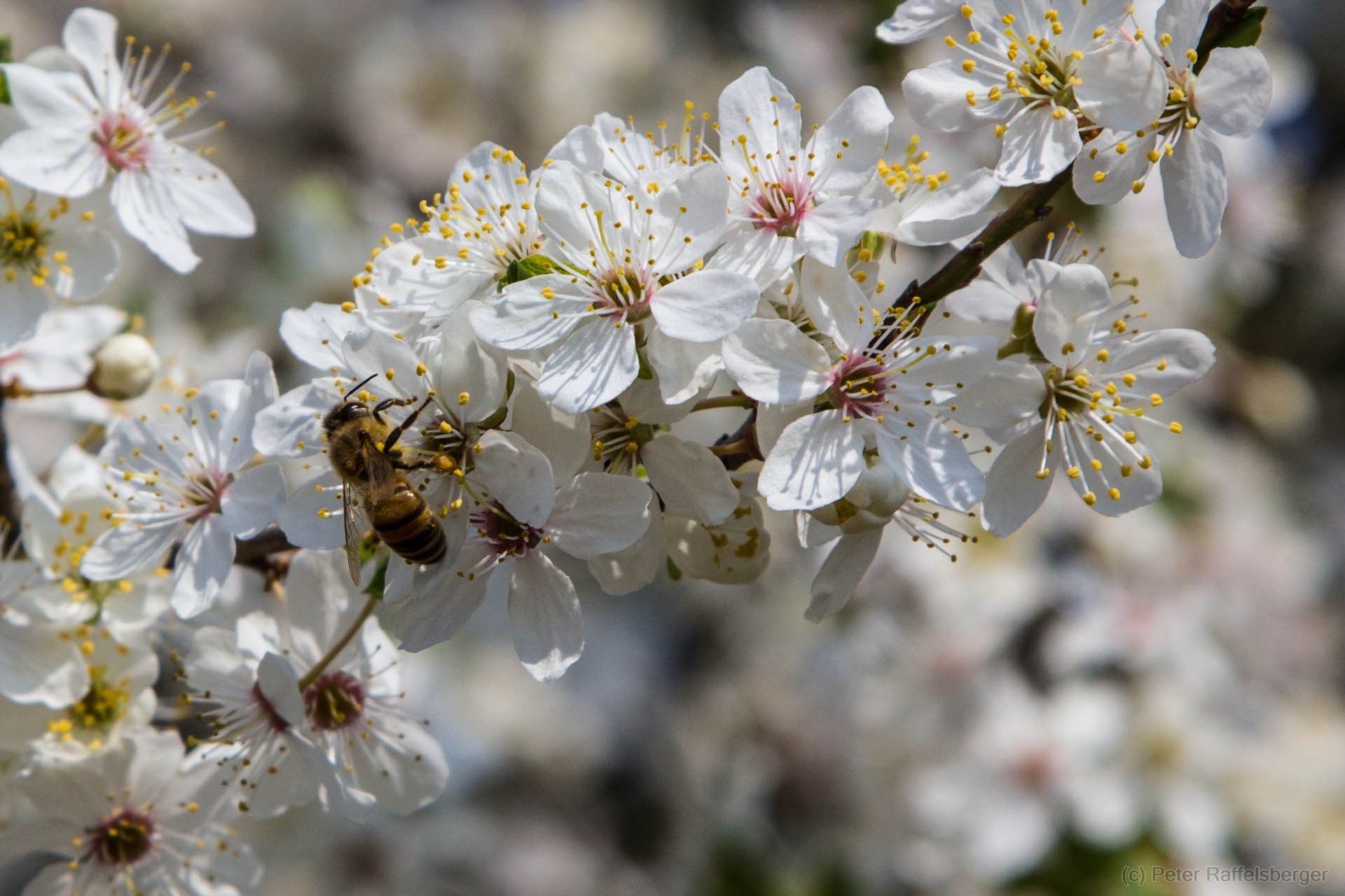 Frühling in Enzersfeld