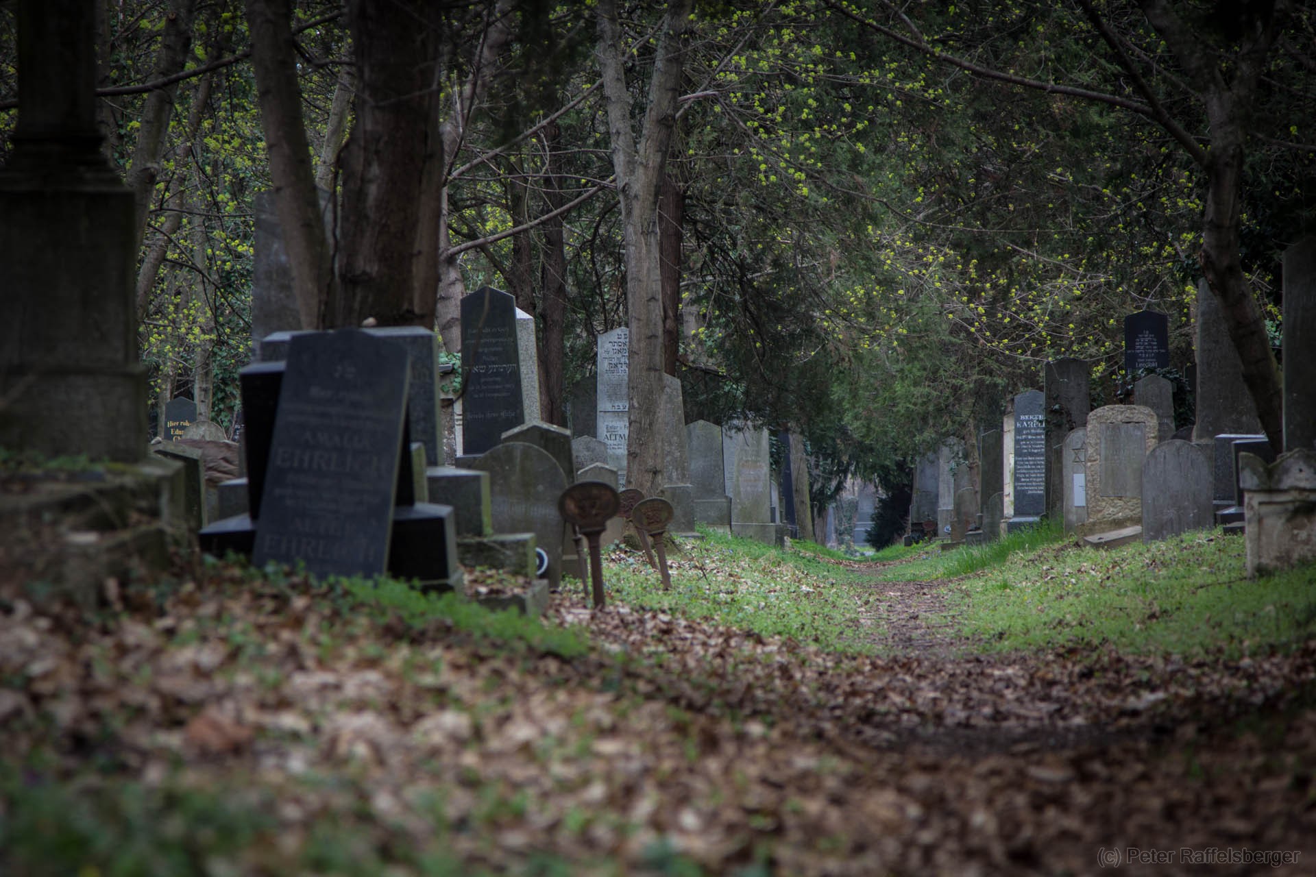 Vienna Central Graveyard Spring