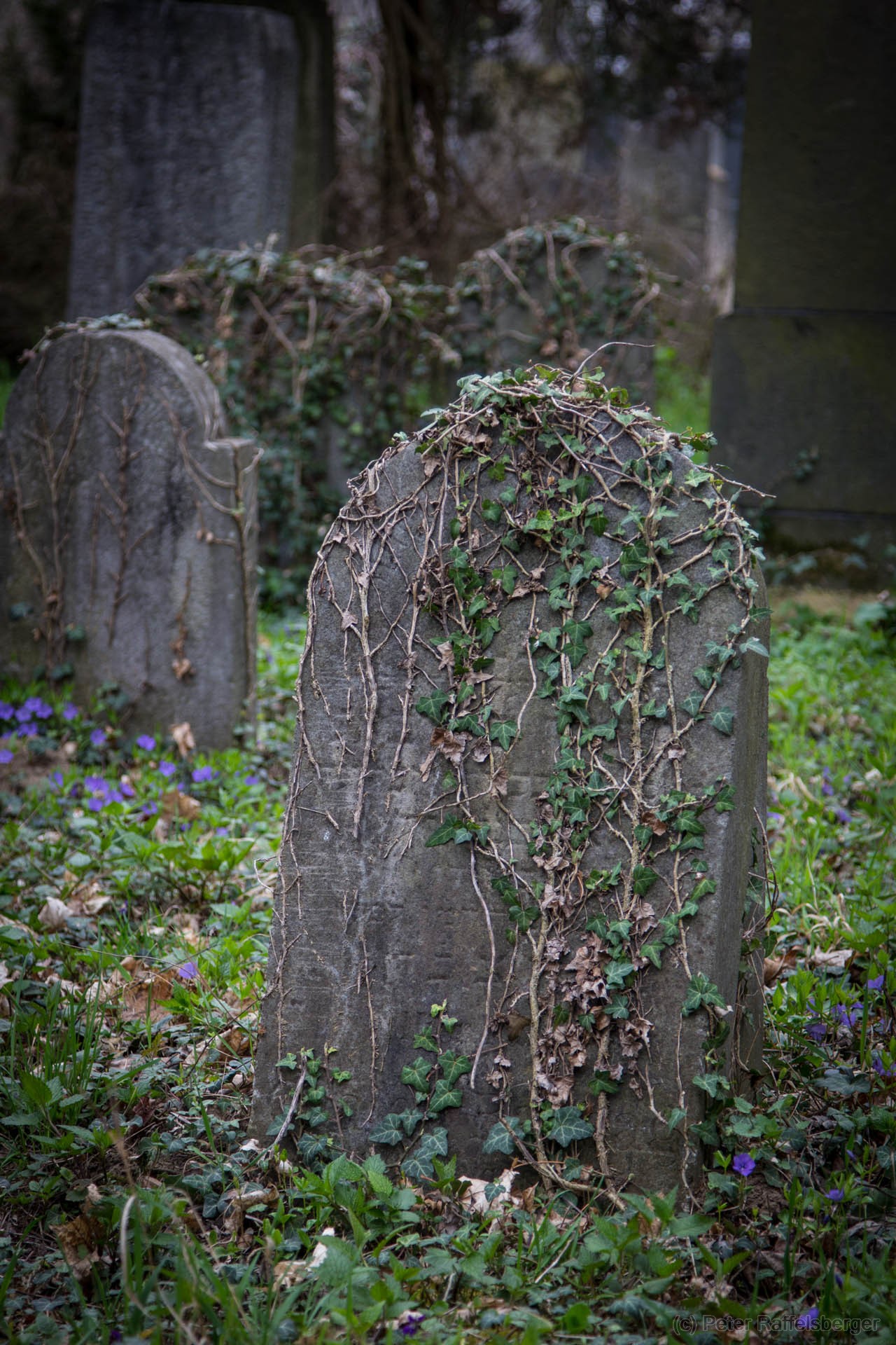 Vienna Central Graveyard Spring