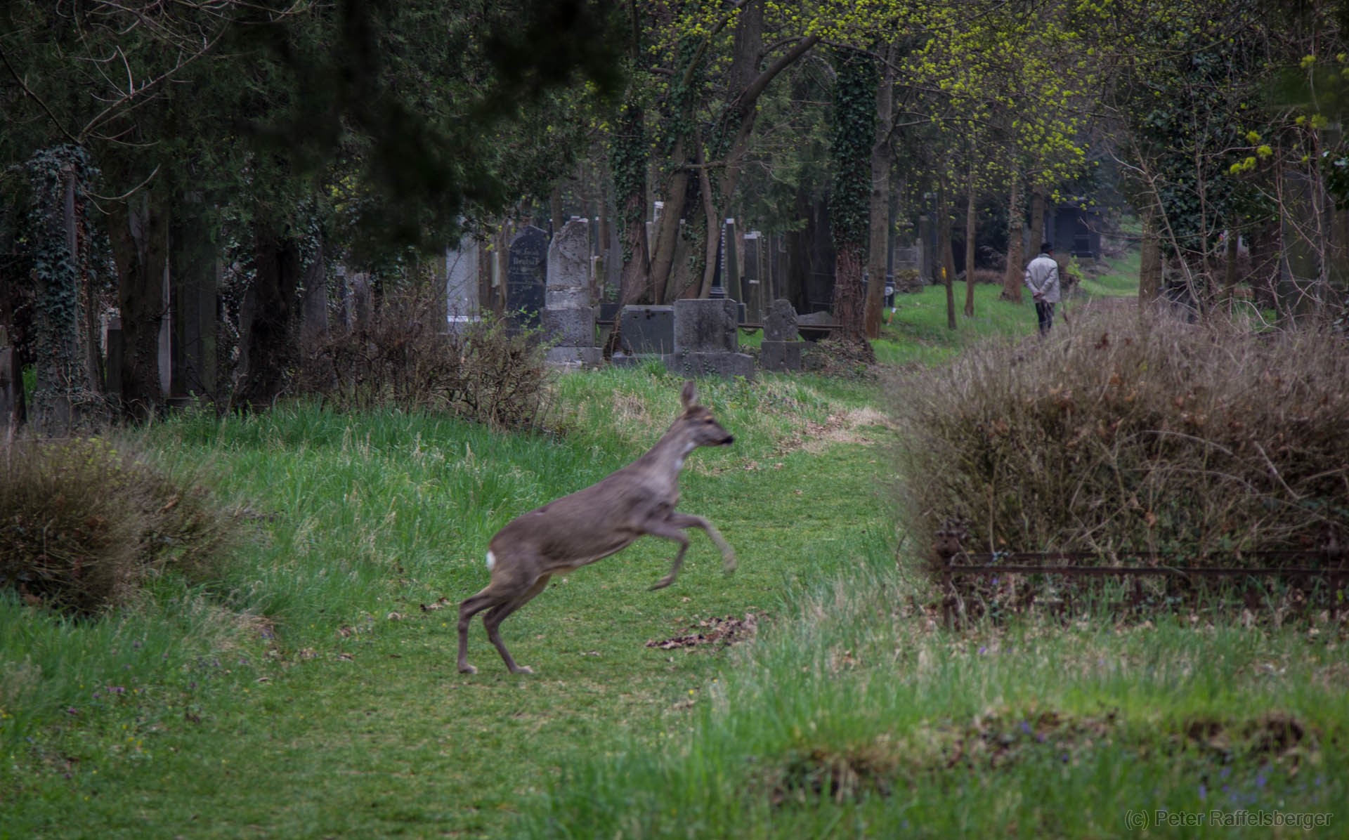 Vienna Central Graveyard Spring
