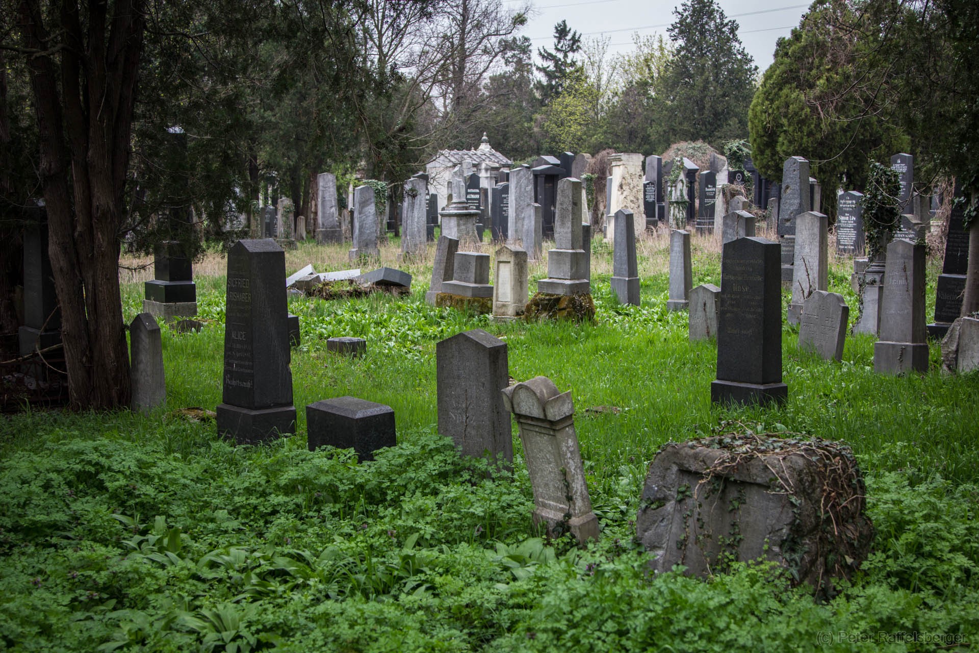 Vienna Central Graveyard Spring