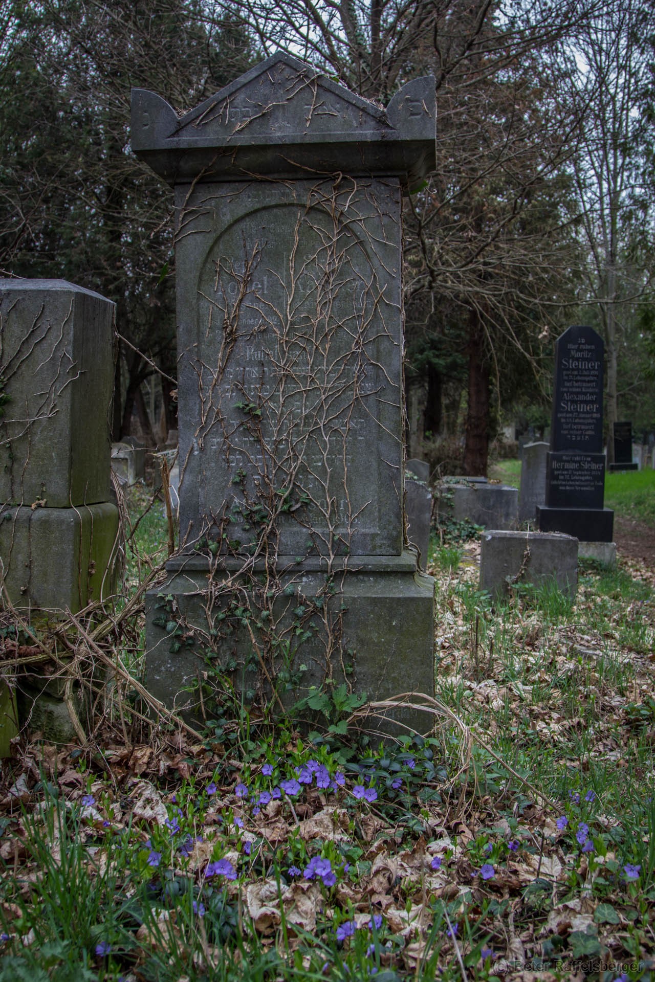 Vienna Central Graveyard Spring